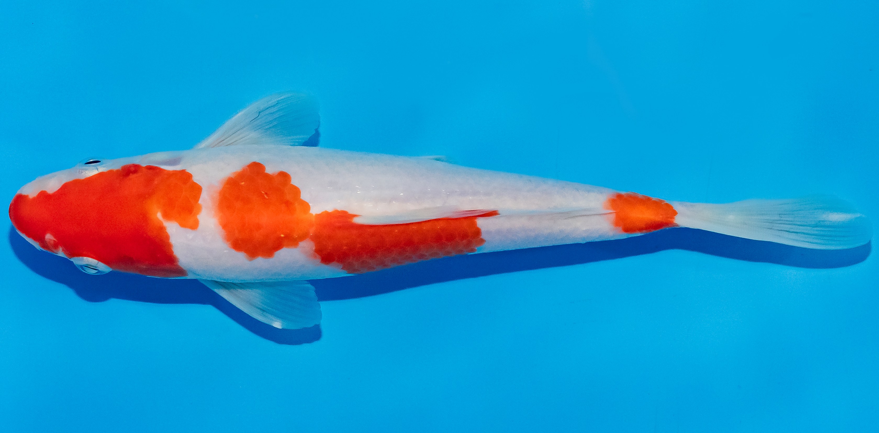 Koi 17-20cm Nr. 2063