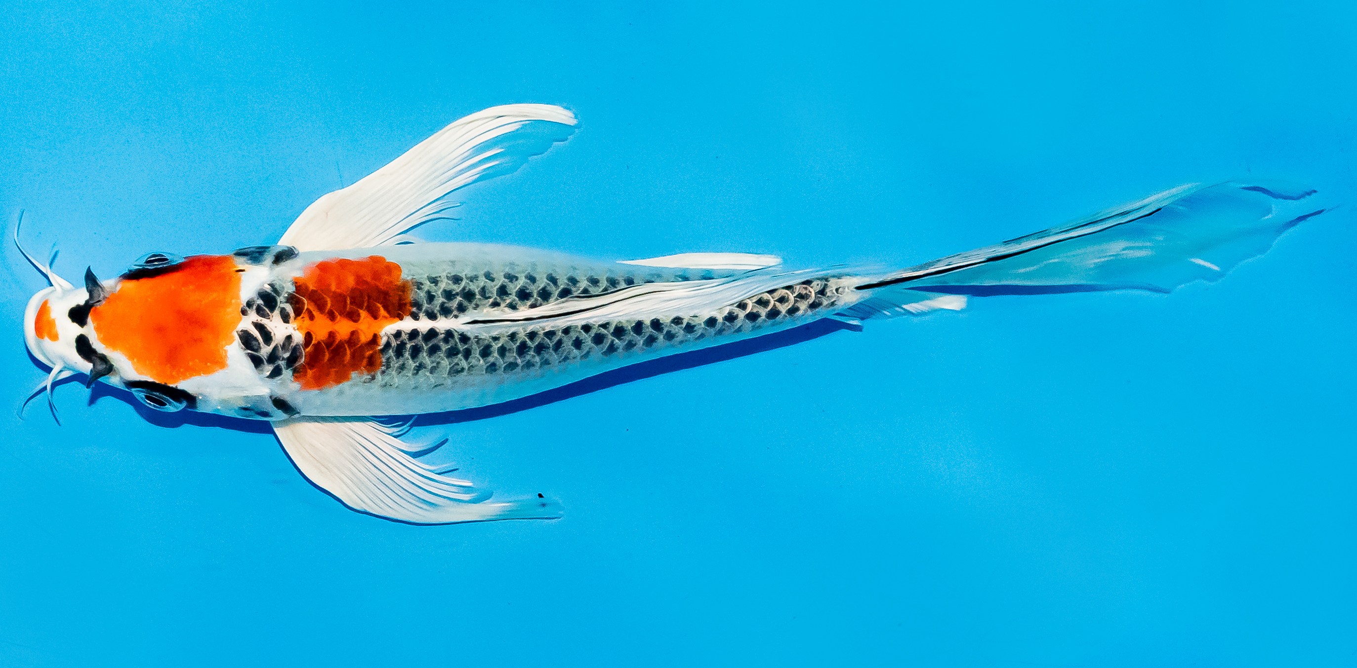 Butterfly Koi 20-25cm Nr. 8529
