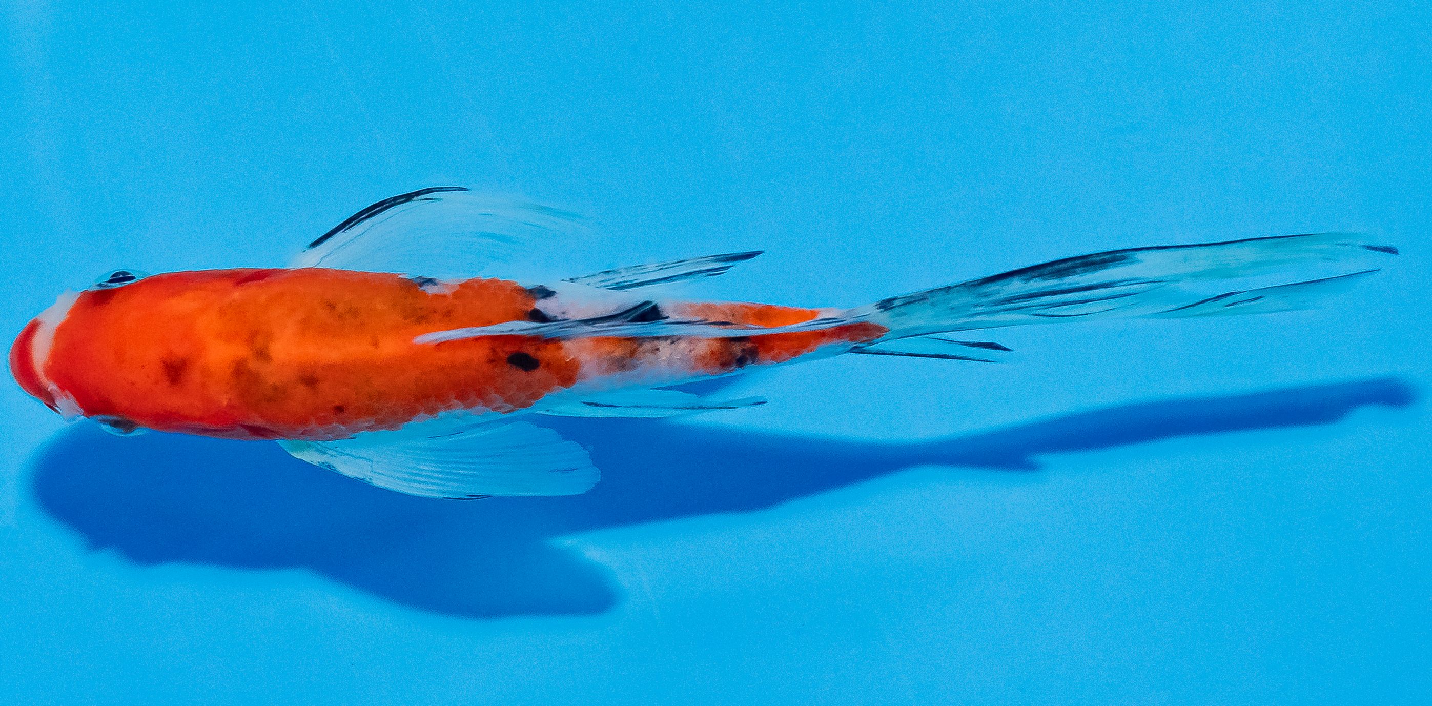 Butterfly Koi 14-17cm Nr. 2546