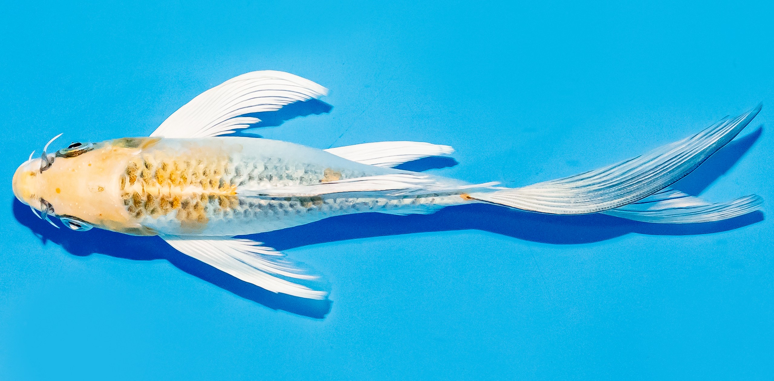 Butterfly Koi 20-25cm Nr. 5457