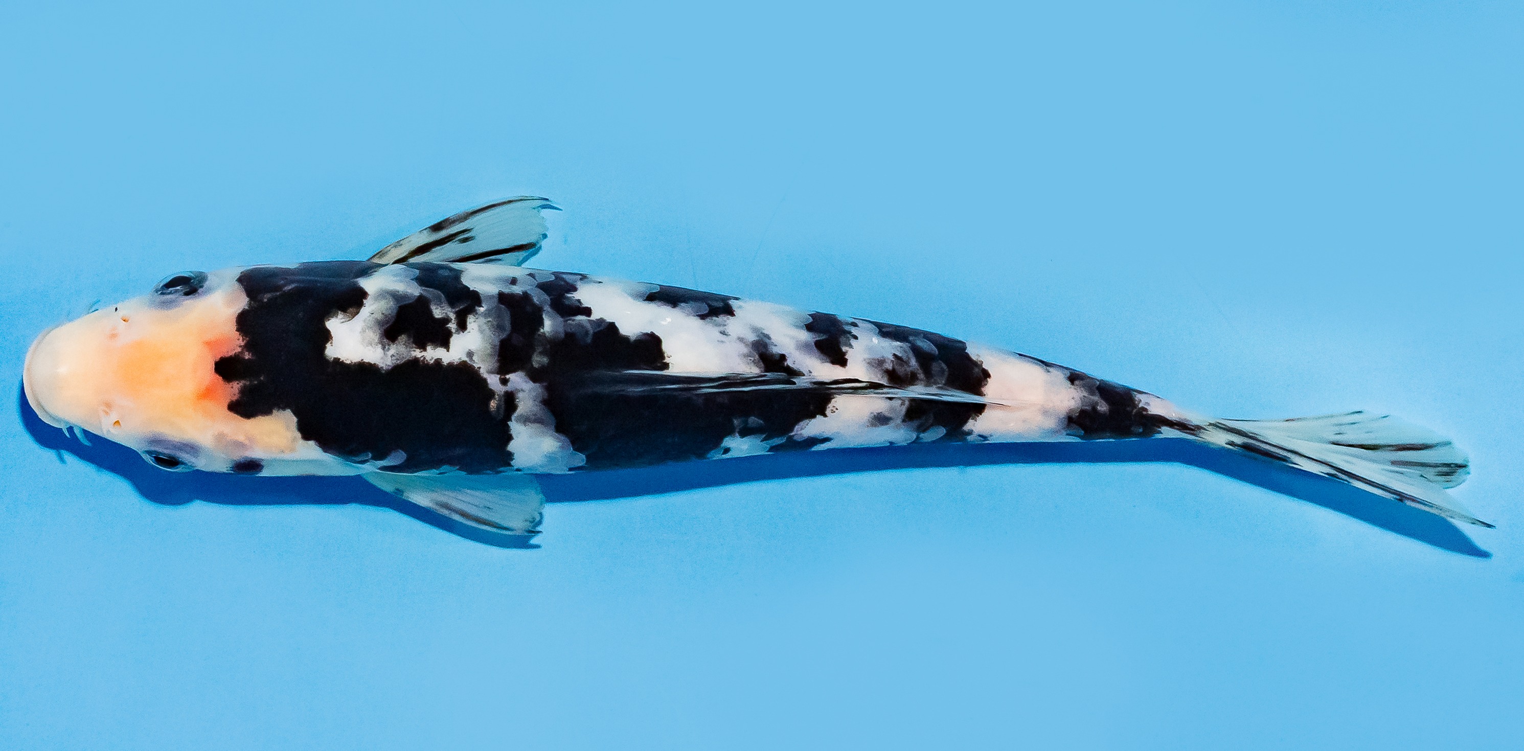 Koi 20-25cm Nr. 7561