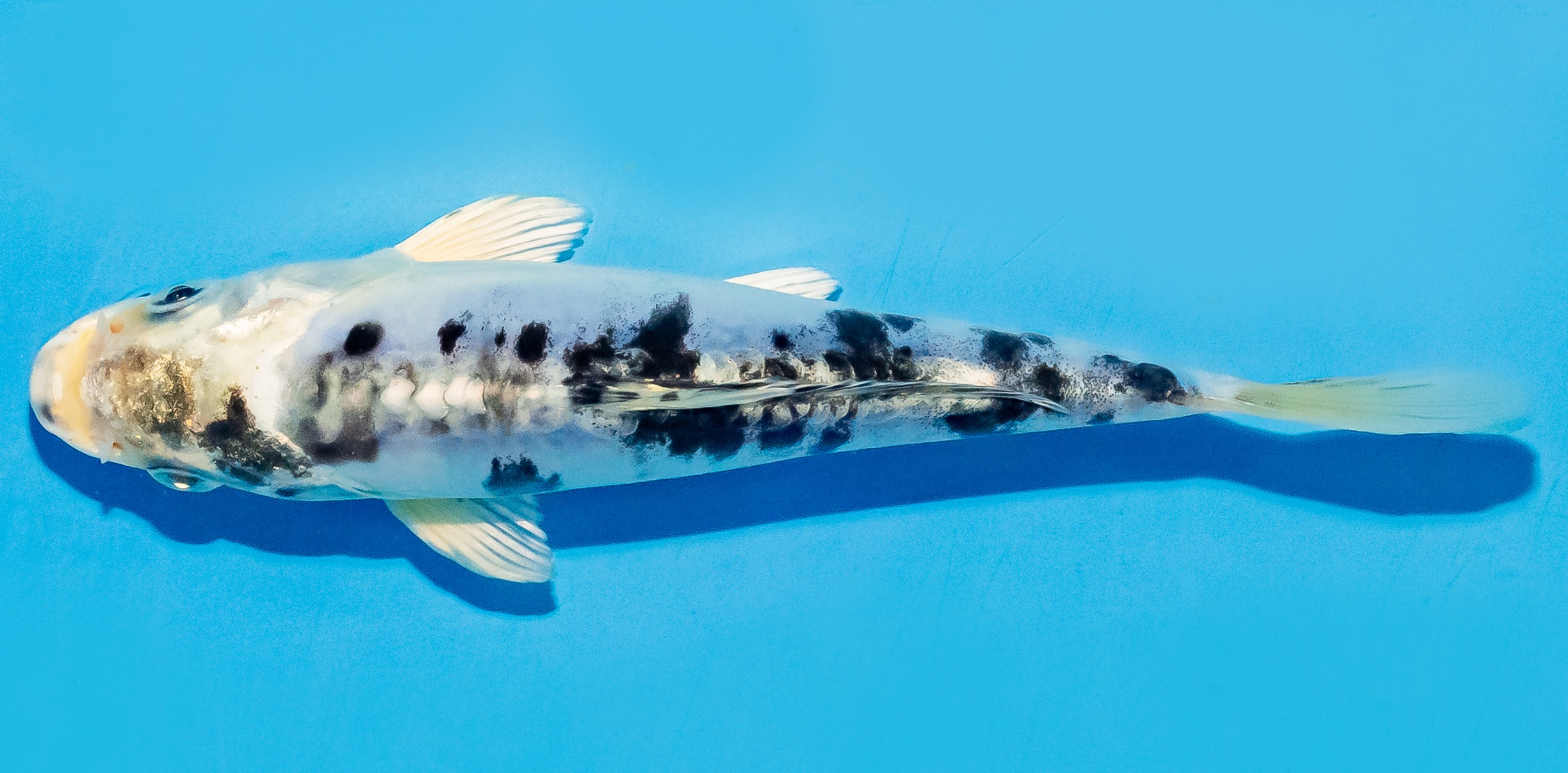 Koi 14-17cm Nr. 8047