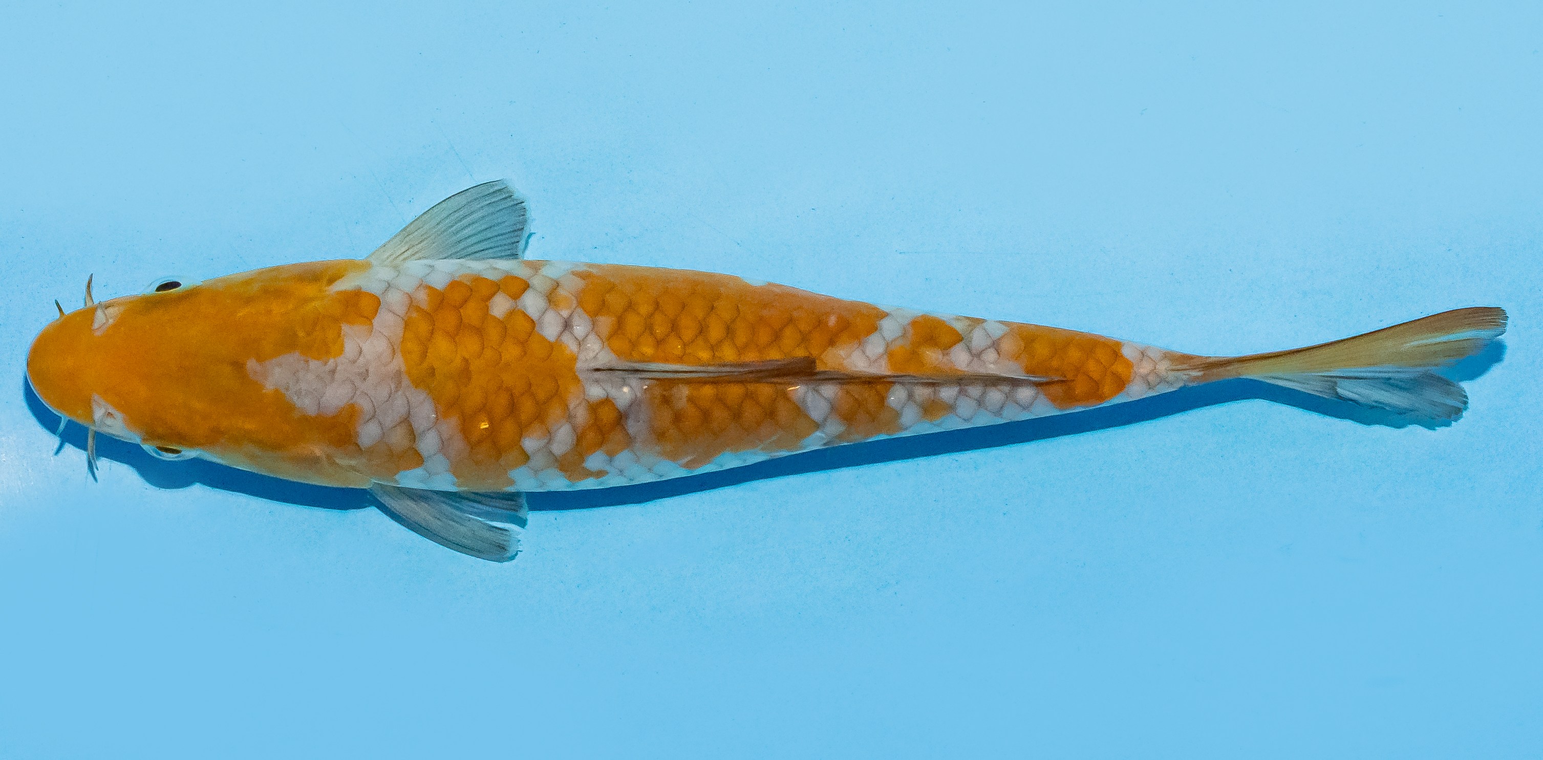 Koi 20-25cm Nr. 8412