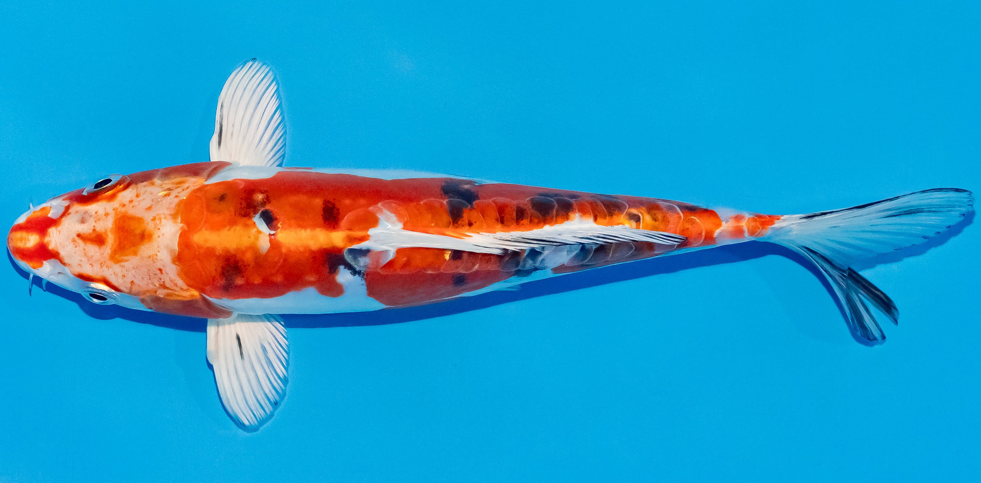 Koi 17-20cm Nr. 2092