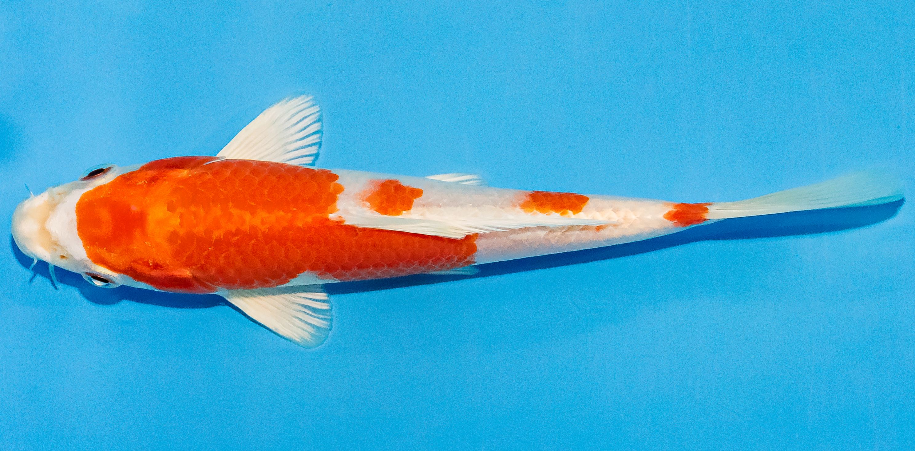 Koi 14-17cm Nr. 2719