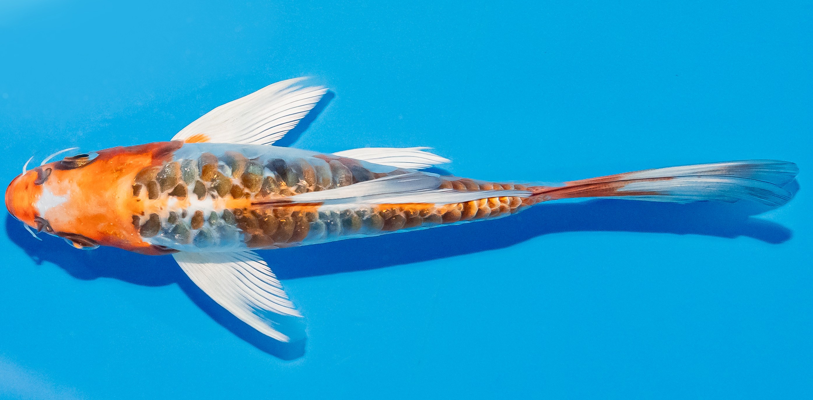 Butterfly Koi 14-17cm Nr. 2526