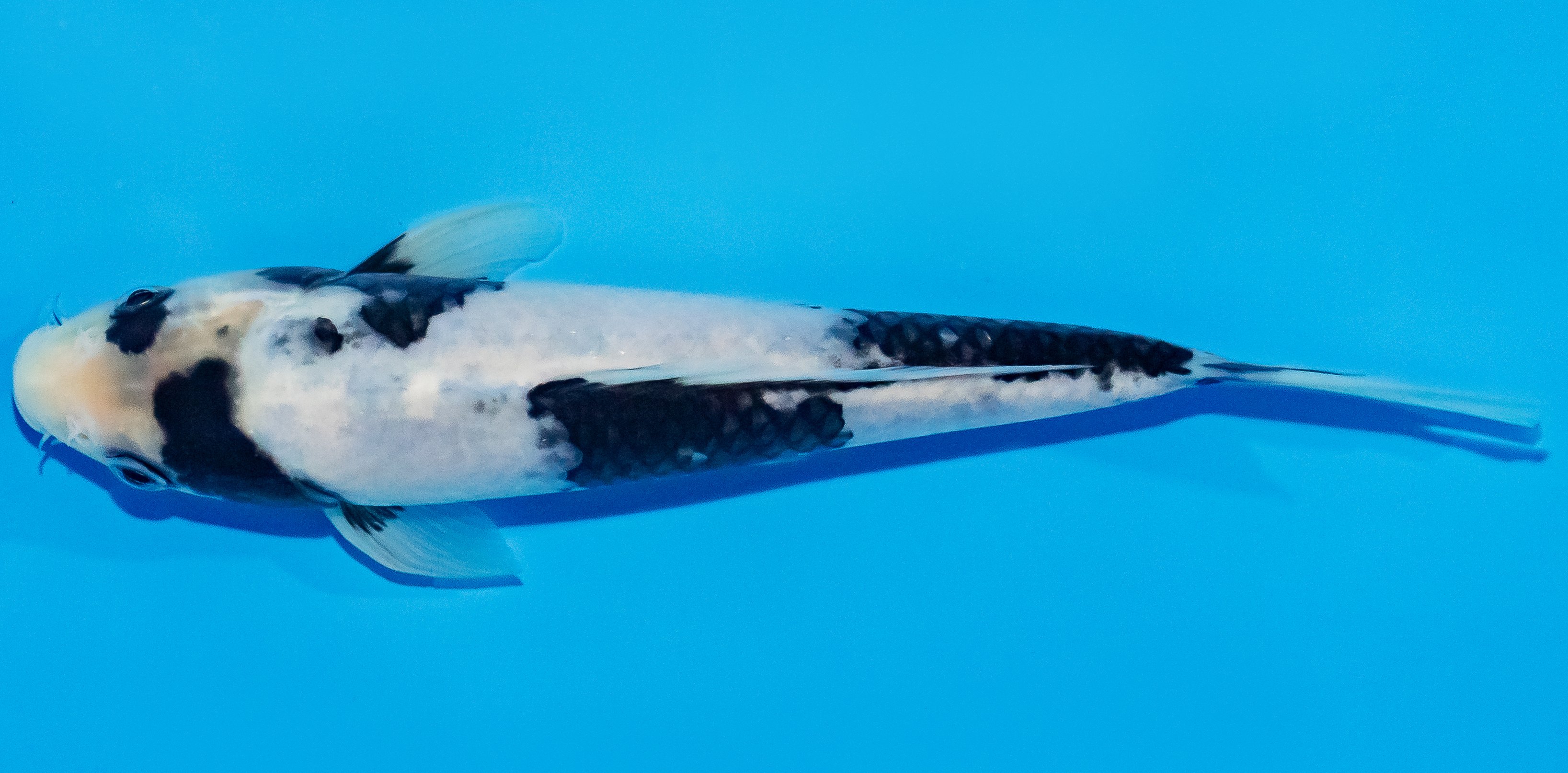 Koi 17-20cm Nr. 2004