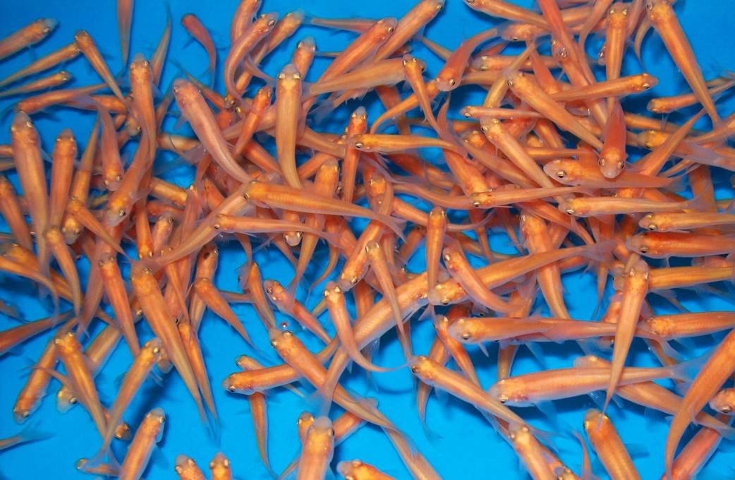 Goldelritze, Fathead Minnow 
