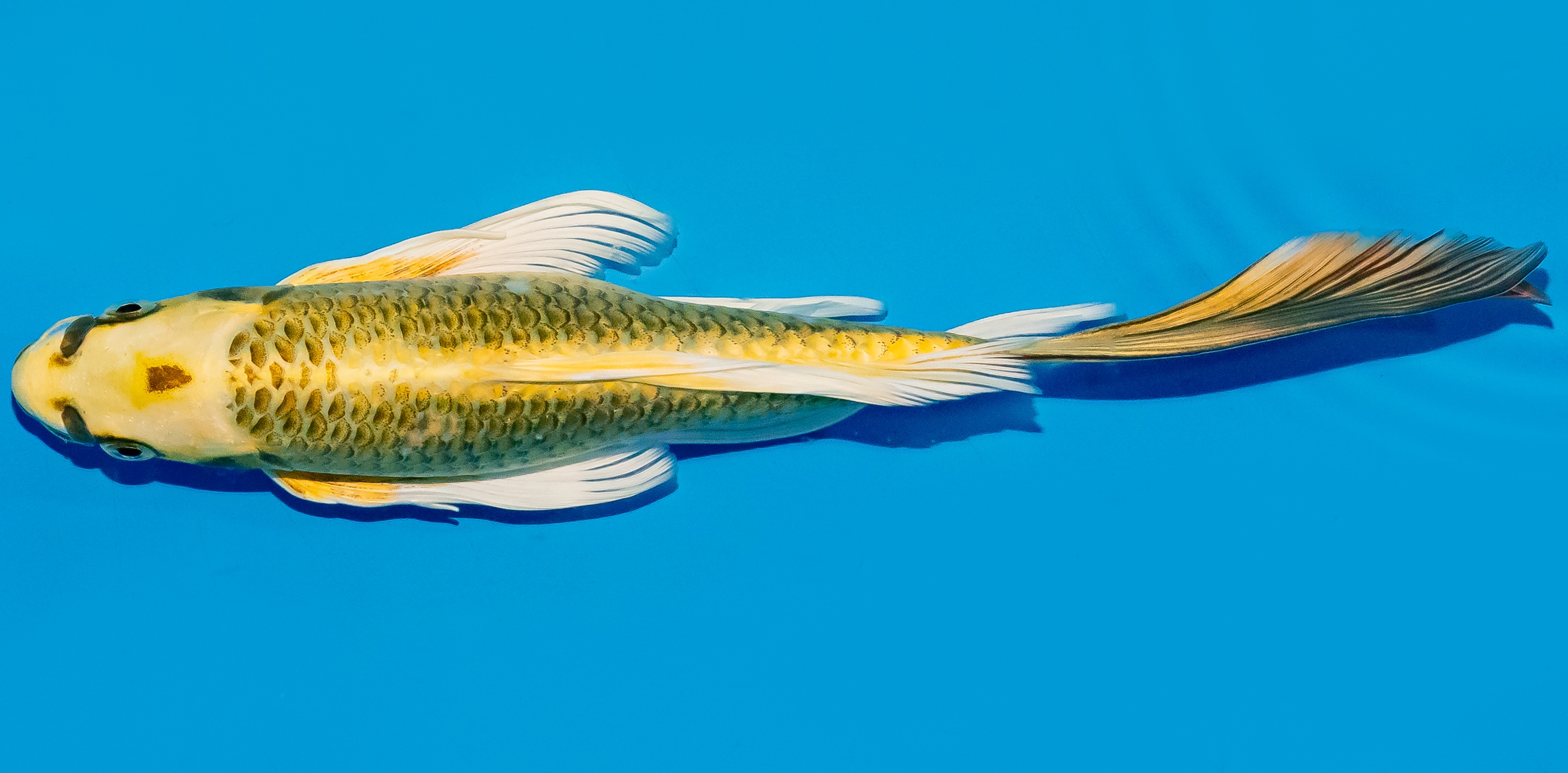 Butterfly Koi 25-30cm Nr. 5644