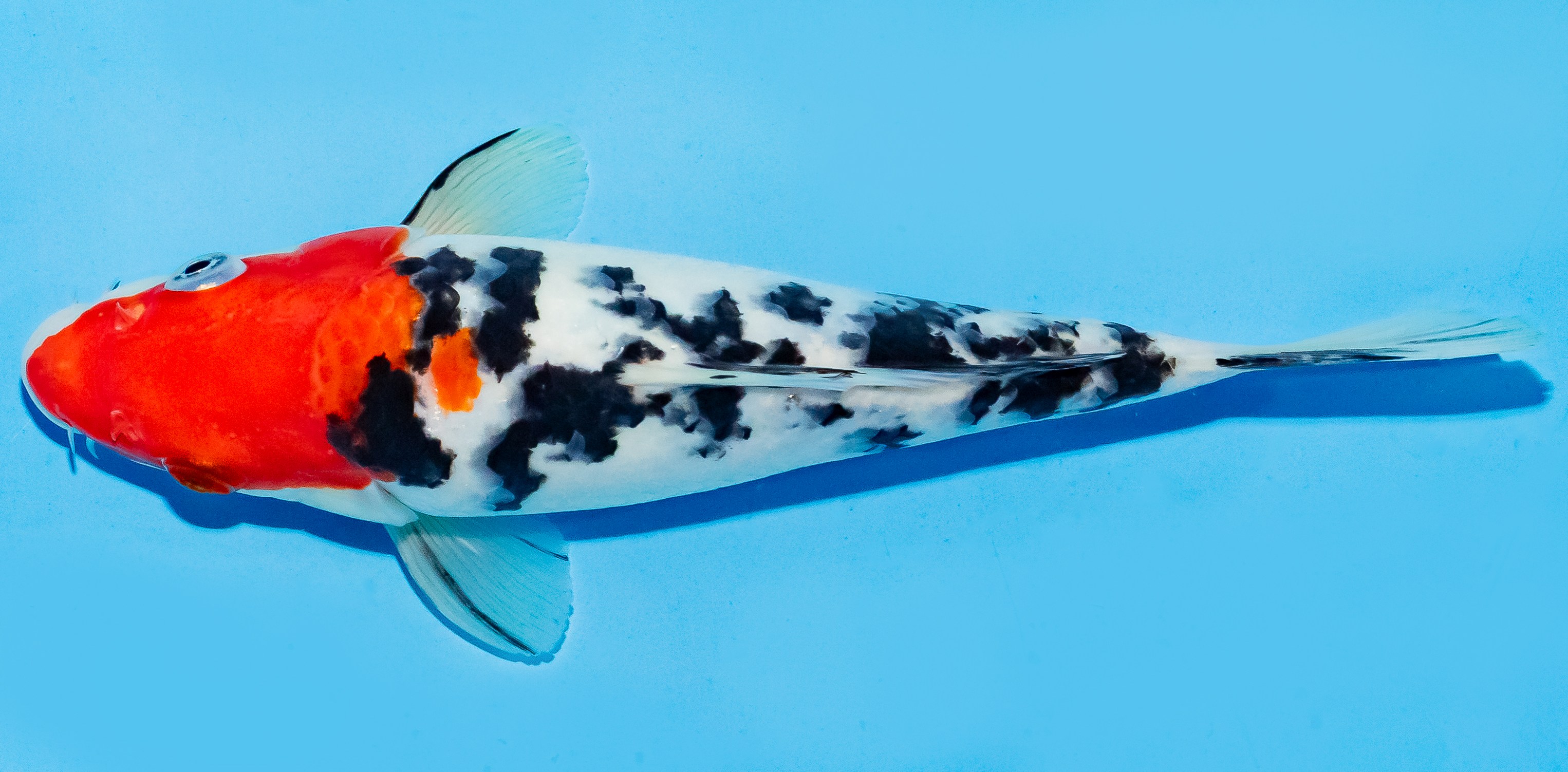 Koi 20-25cm Nr. 6654