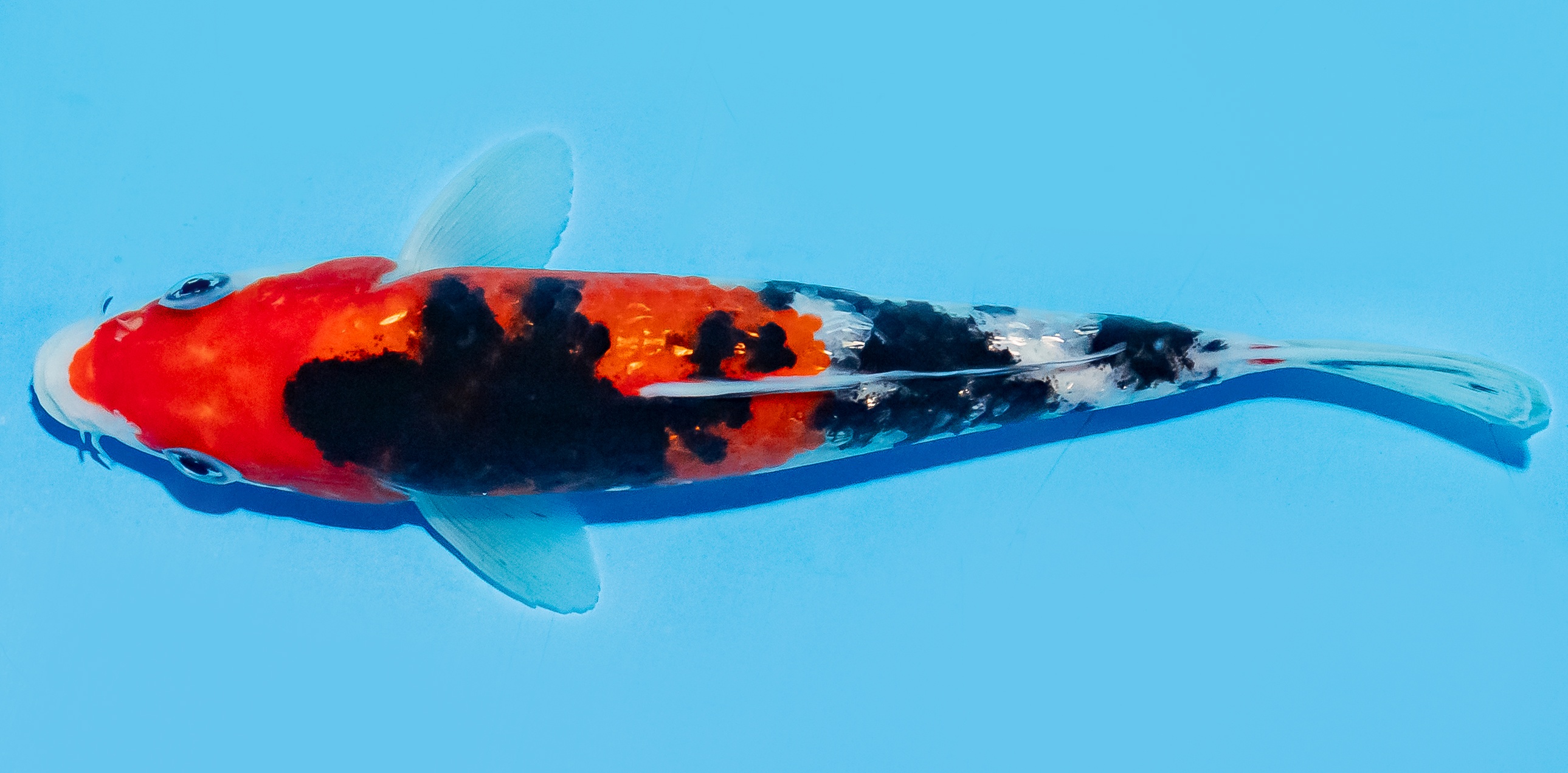 Koi 17-20cm Nr. 7796