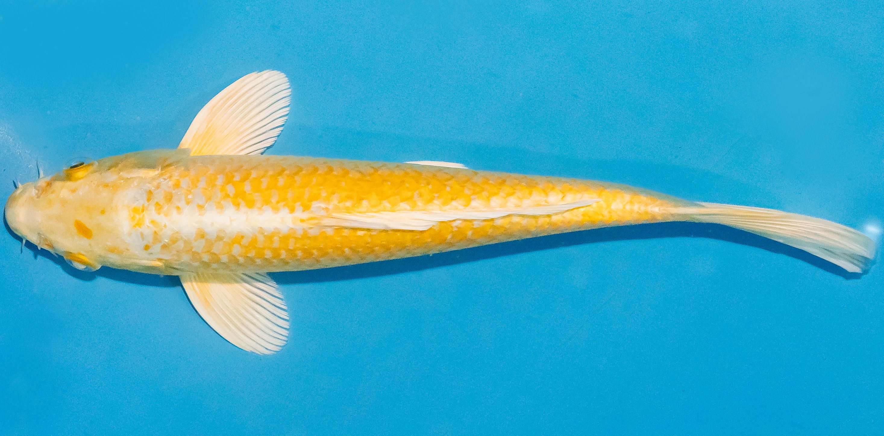 Koi 25-30cm Nr. 1521