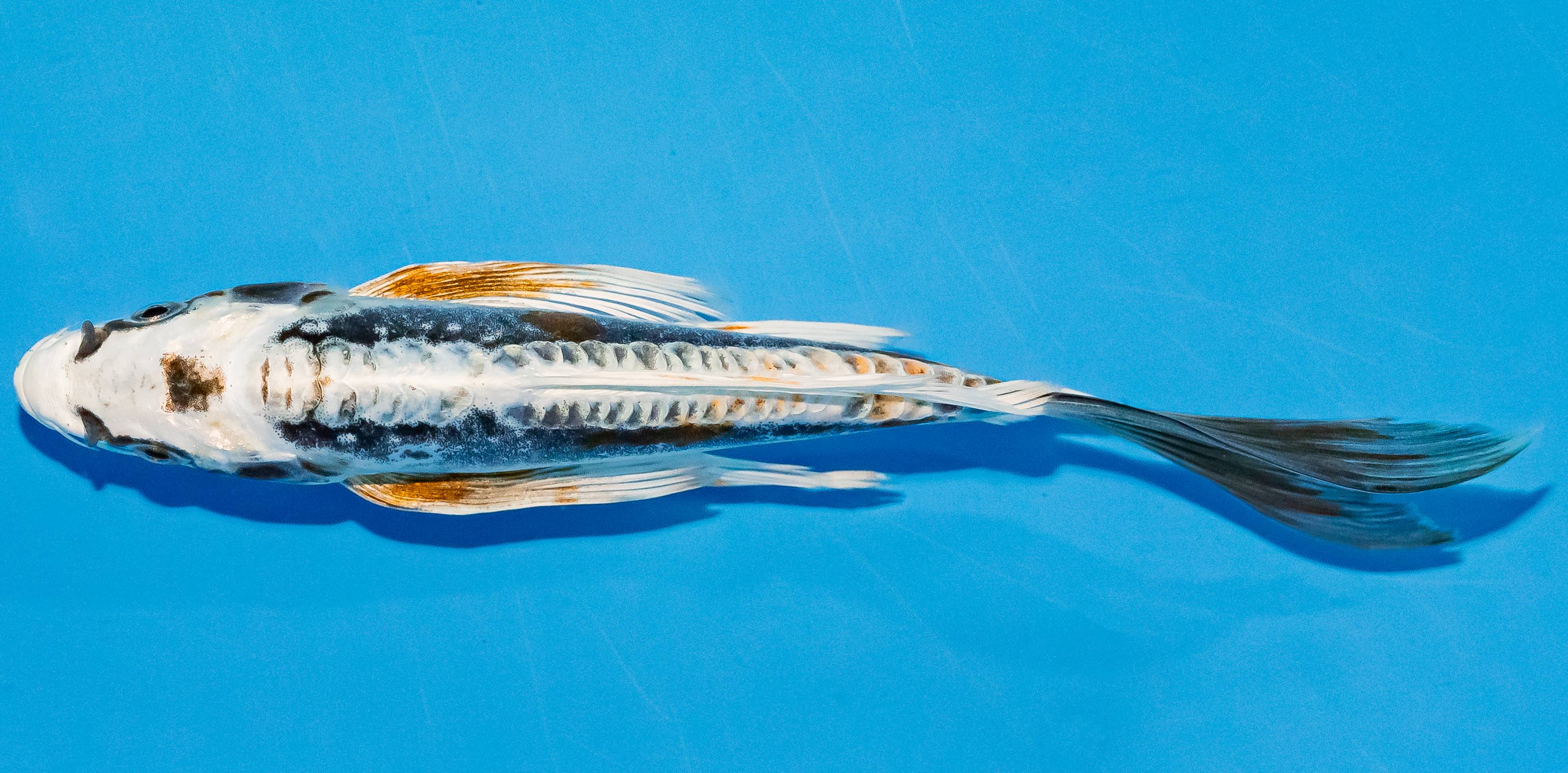 Butterfly Koi 20-25cm Nr. 3311