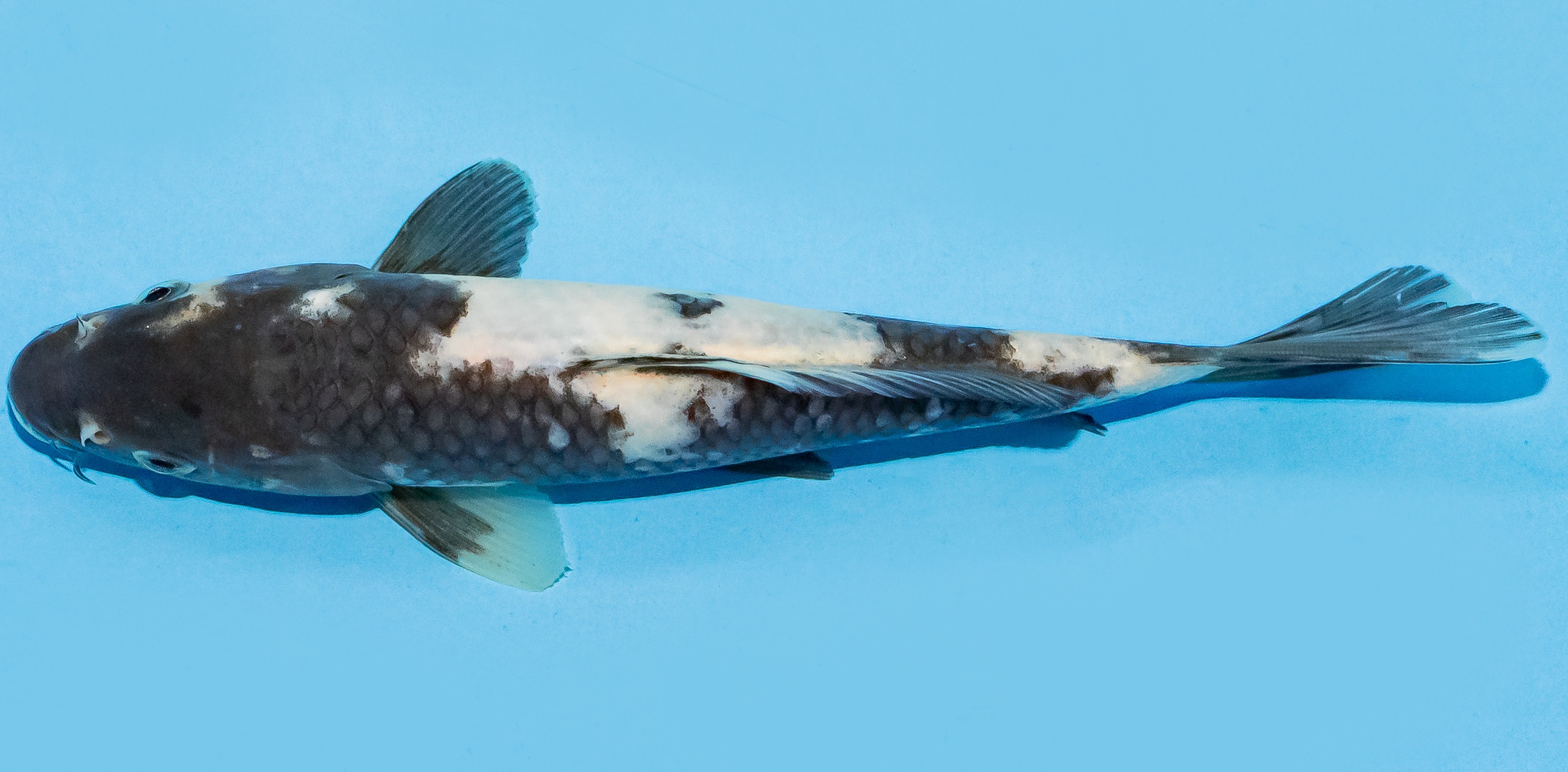 Koi 17-20cm Nr. 6591