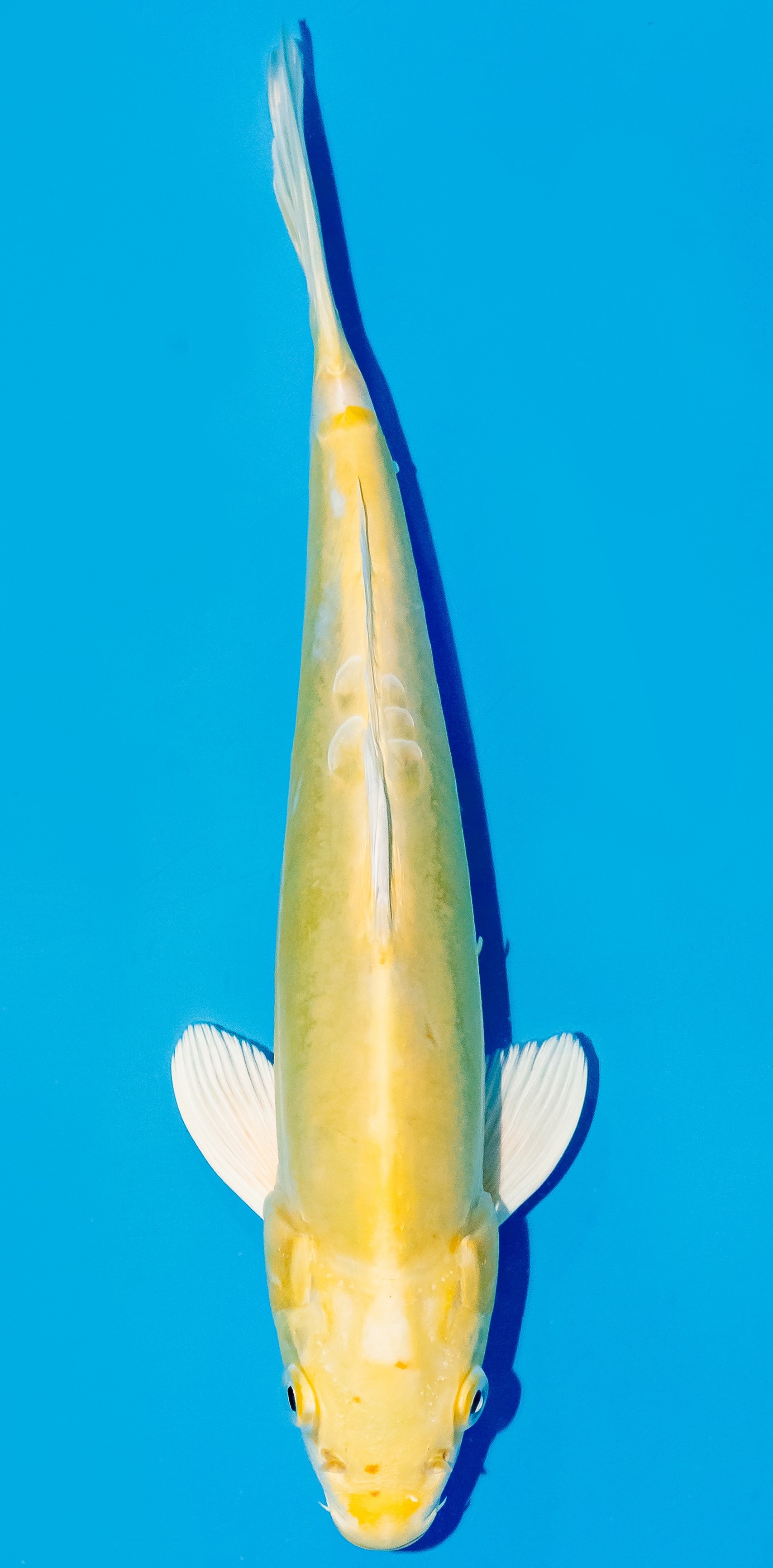 Koi 25-30cm Nr. 6259