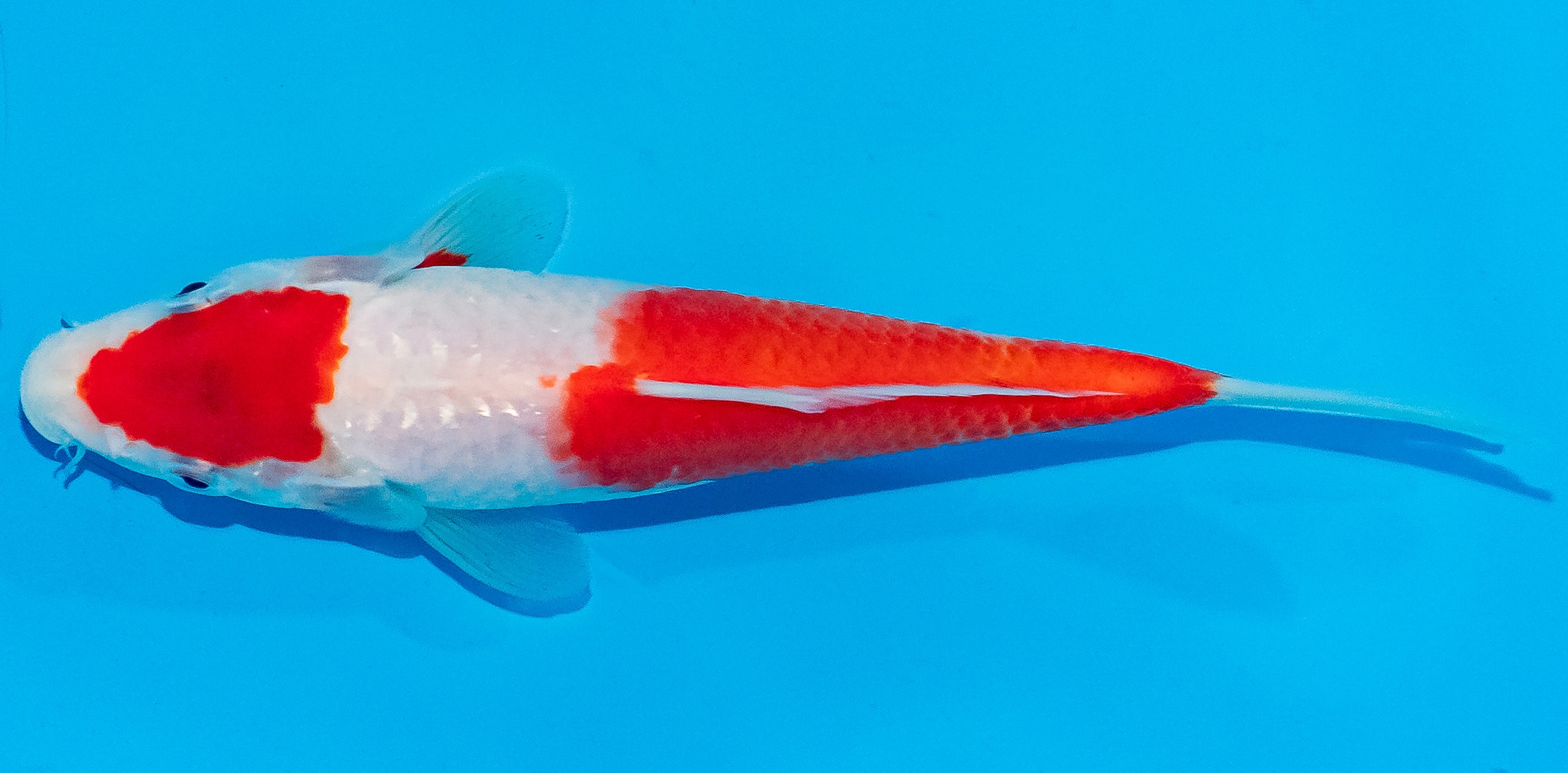 Koi 17-20cm Nr. 3307