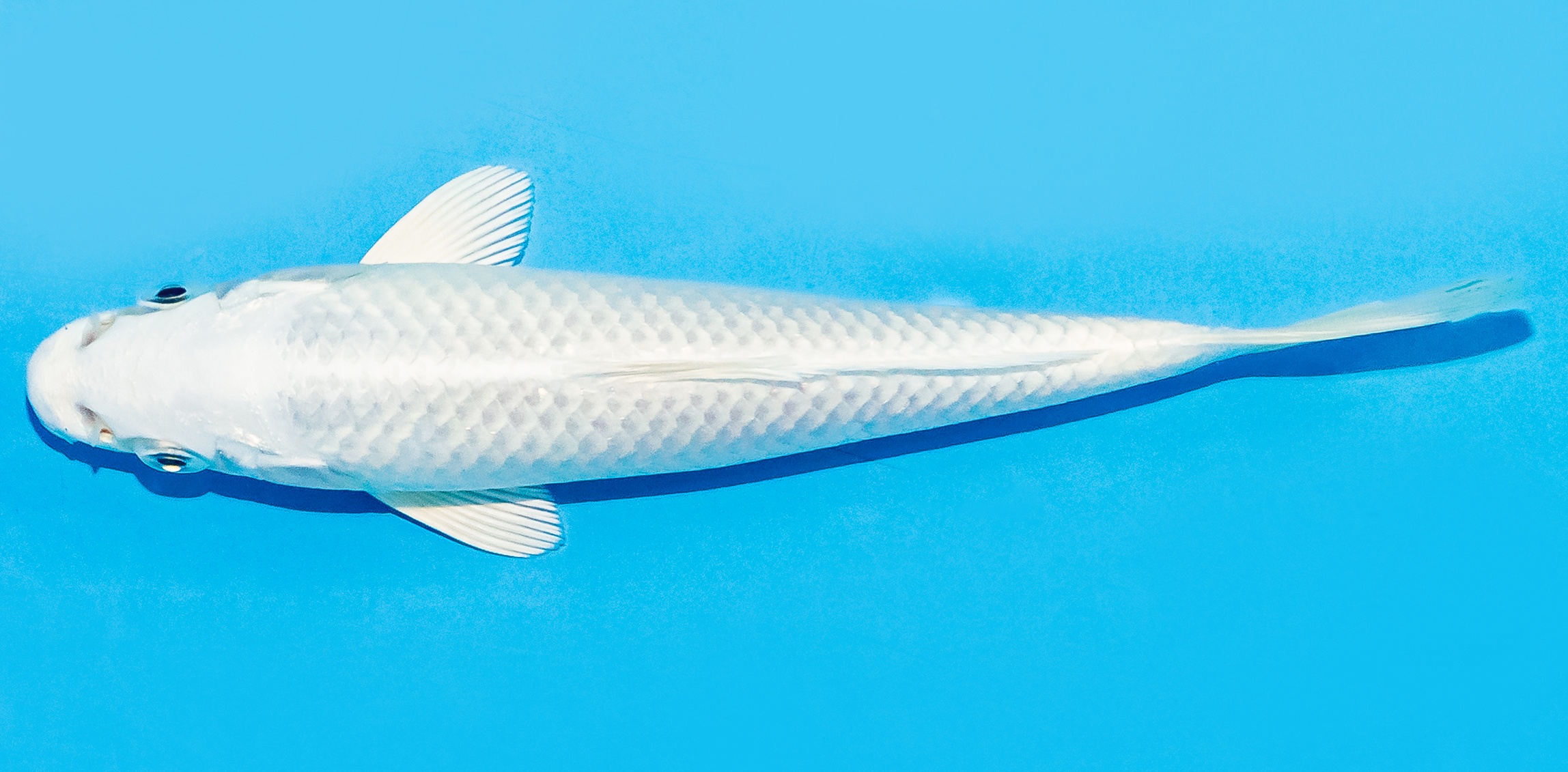 Koi 14-17cm Nr. 8016