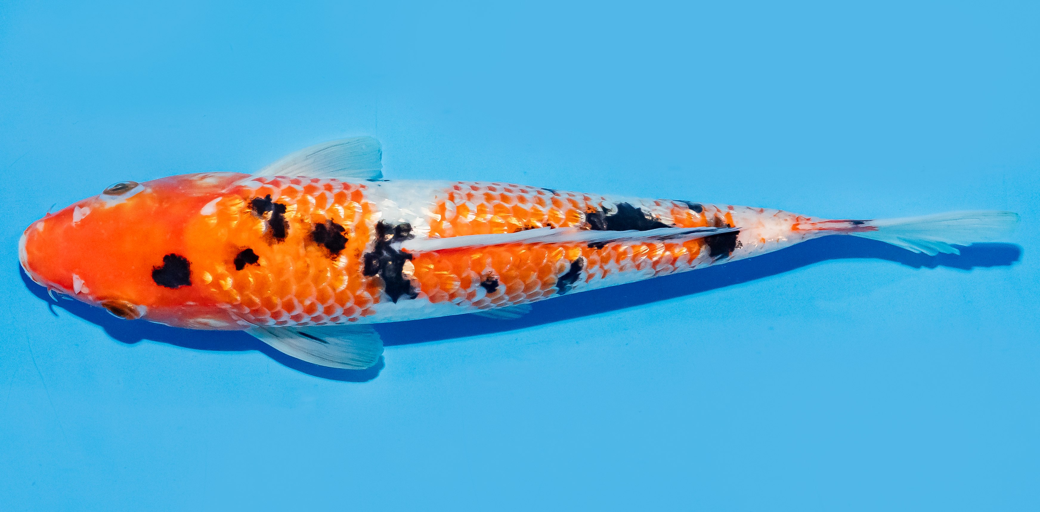 Koi 25-30cm Nr. 8319