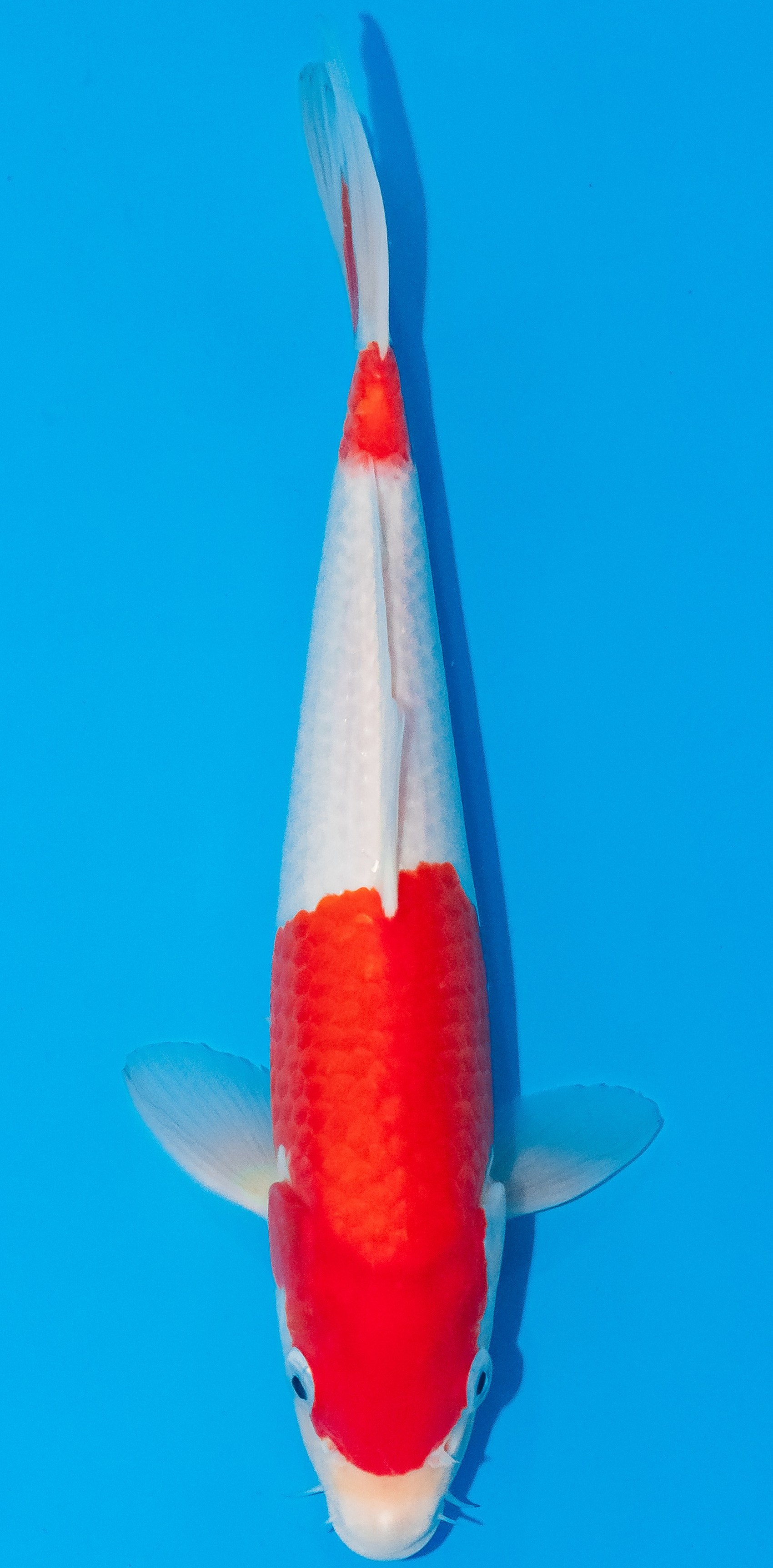 Koi 30-35cm Nr. 1073