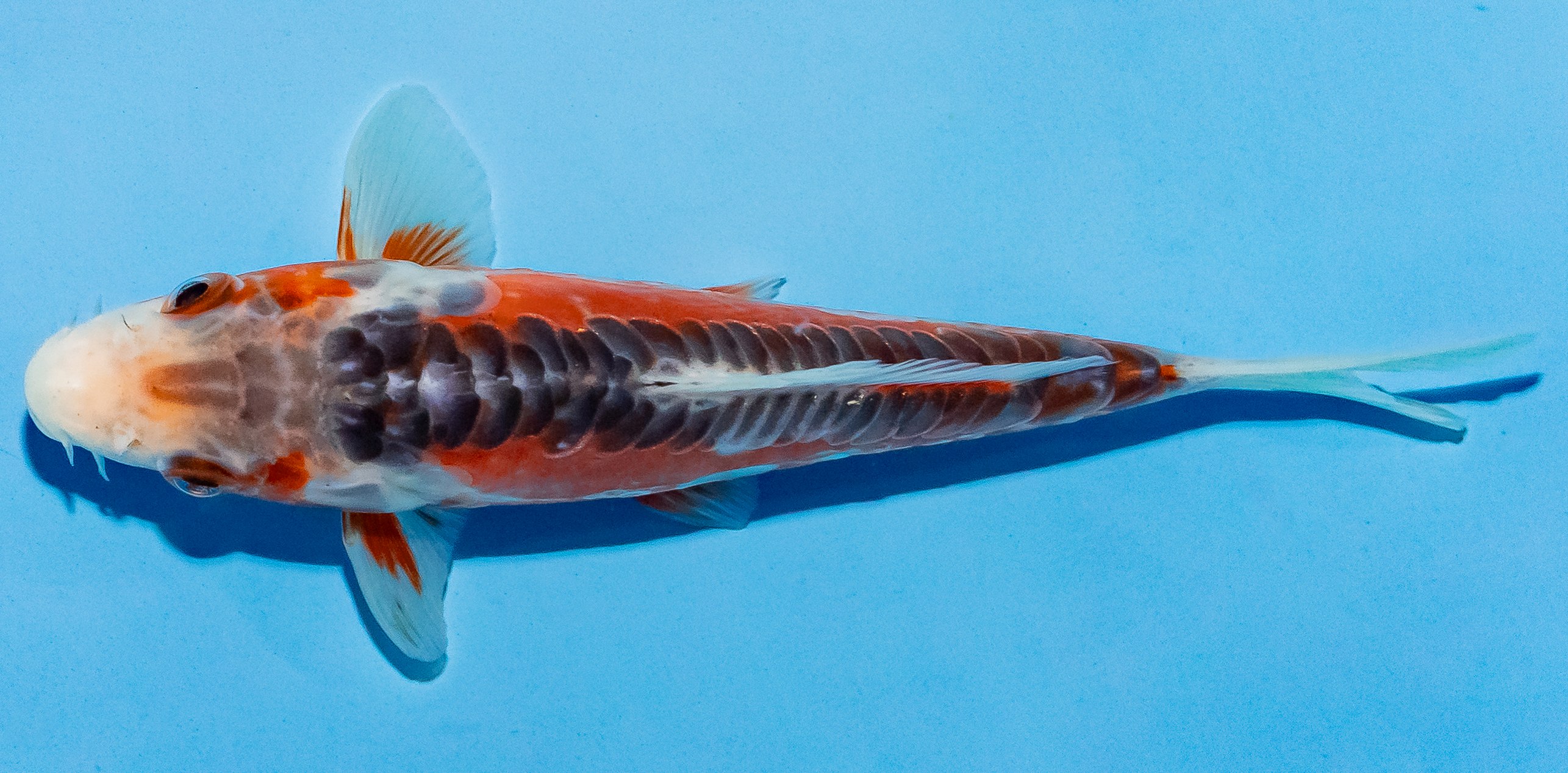 Koi 14-17cm Nr. 4716