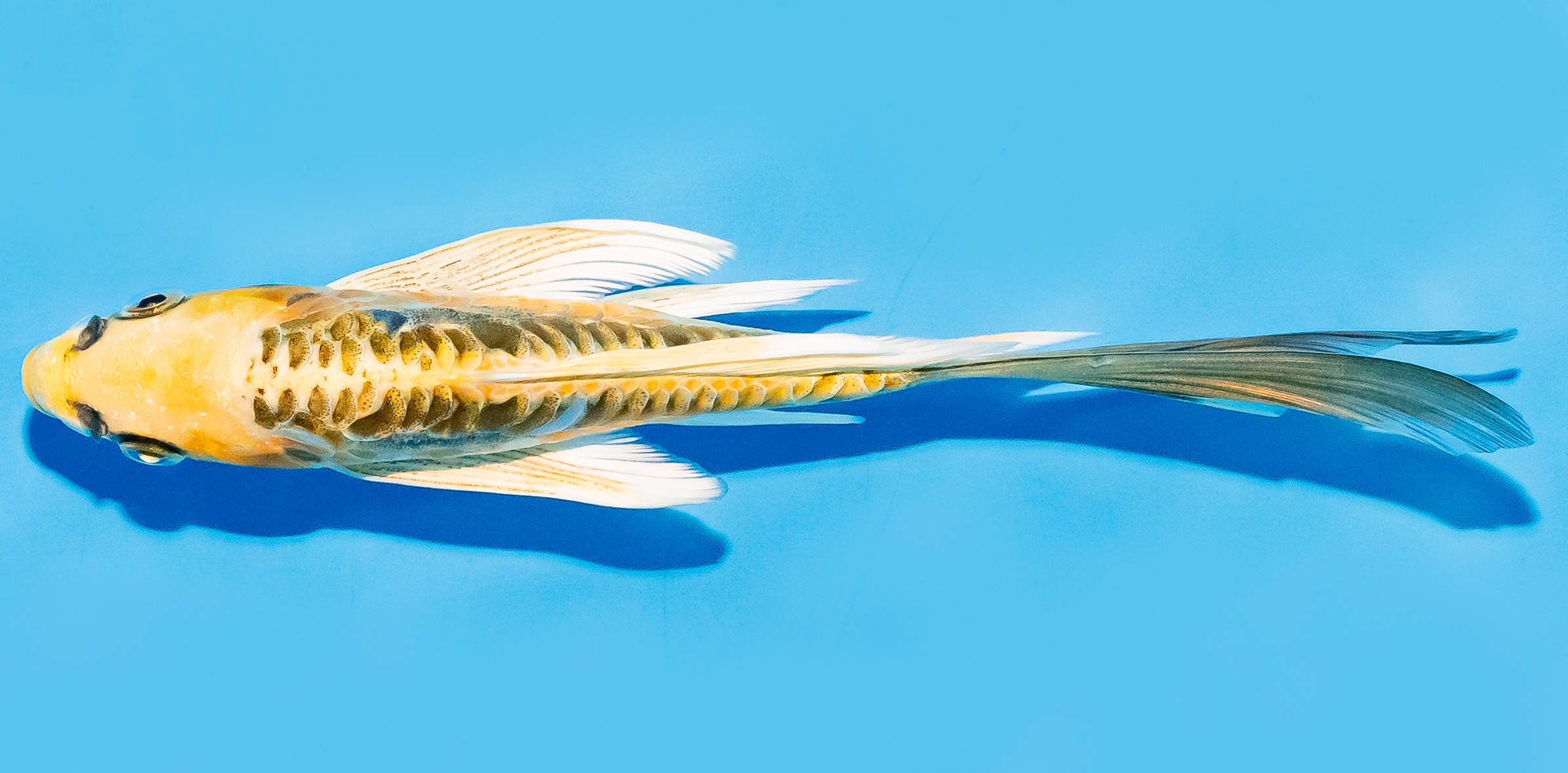 Butterfly Koi 14-17cm Nr. 8211