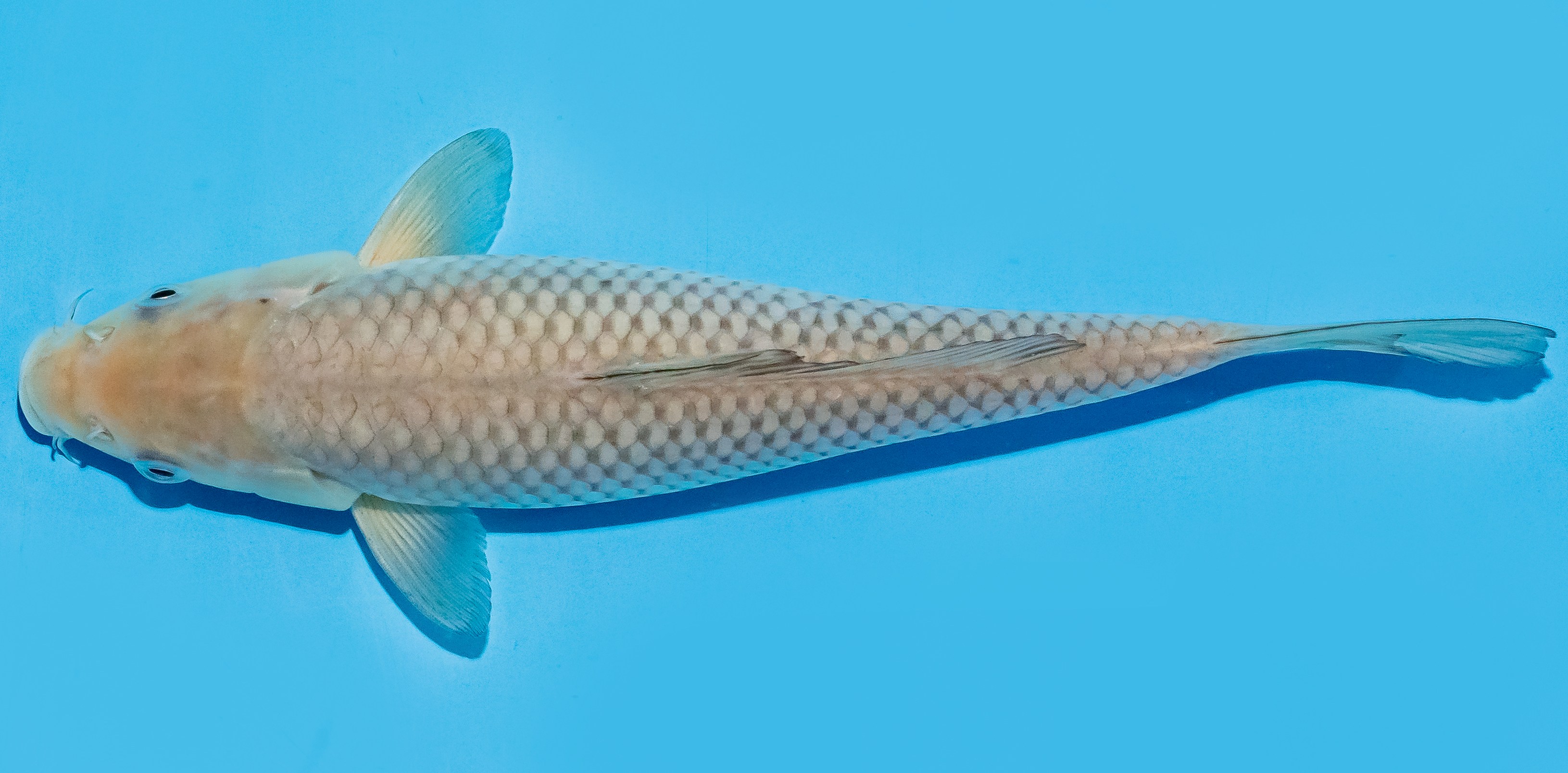 Koi 25-30cm Nr. 8313