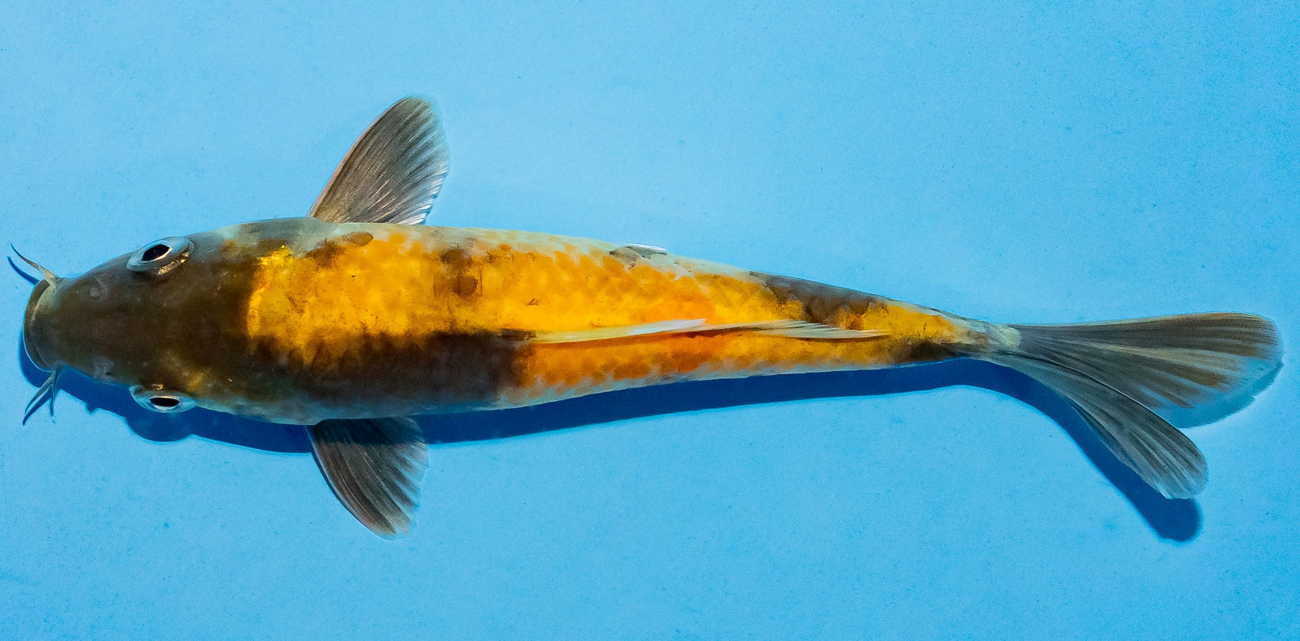 Koi 14-17cm Nr. 4727