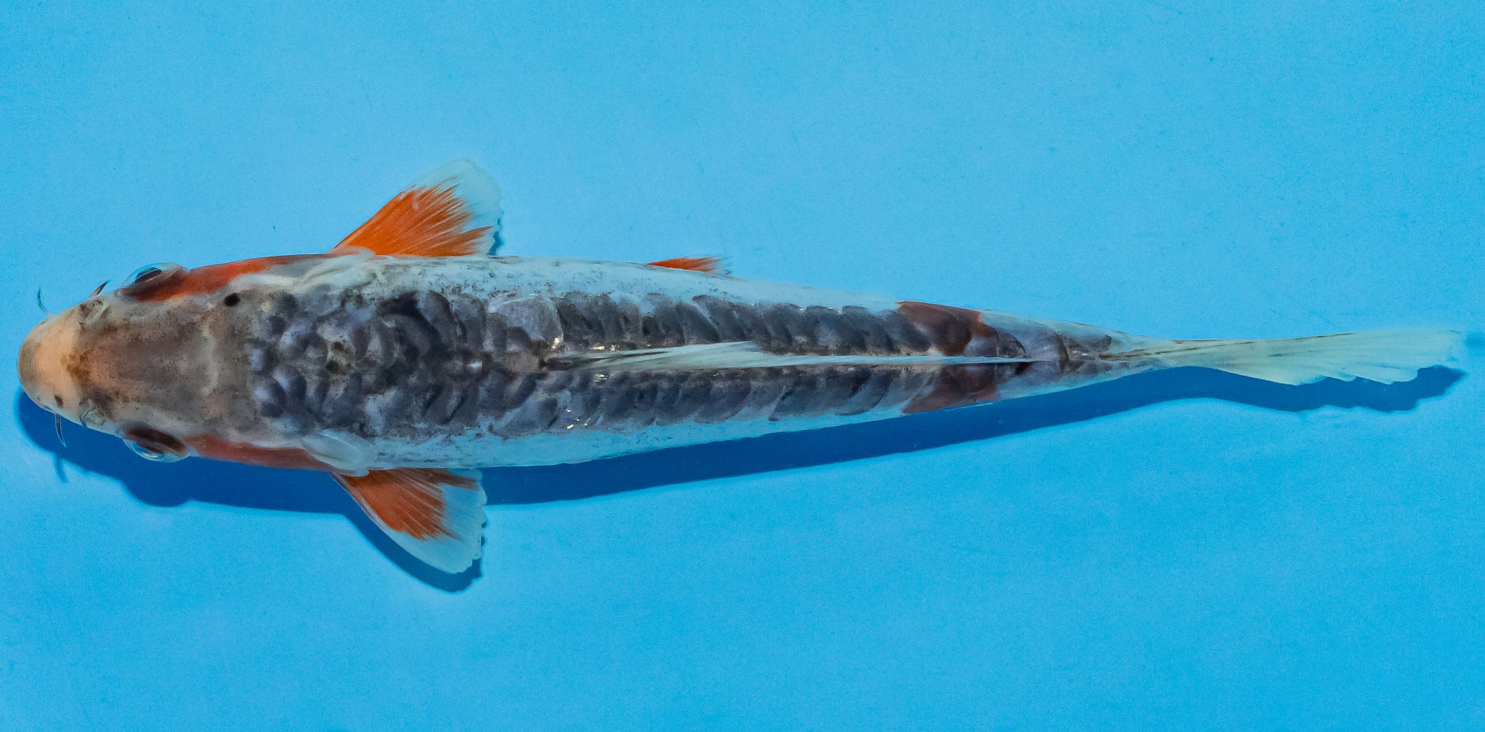 Koi 17-20cm Nr. 4513