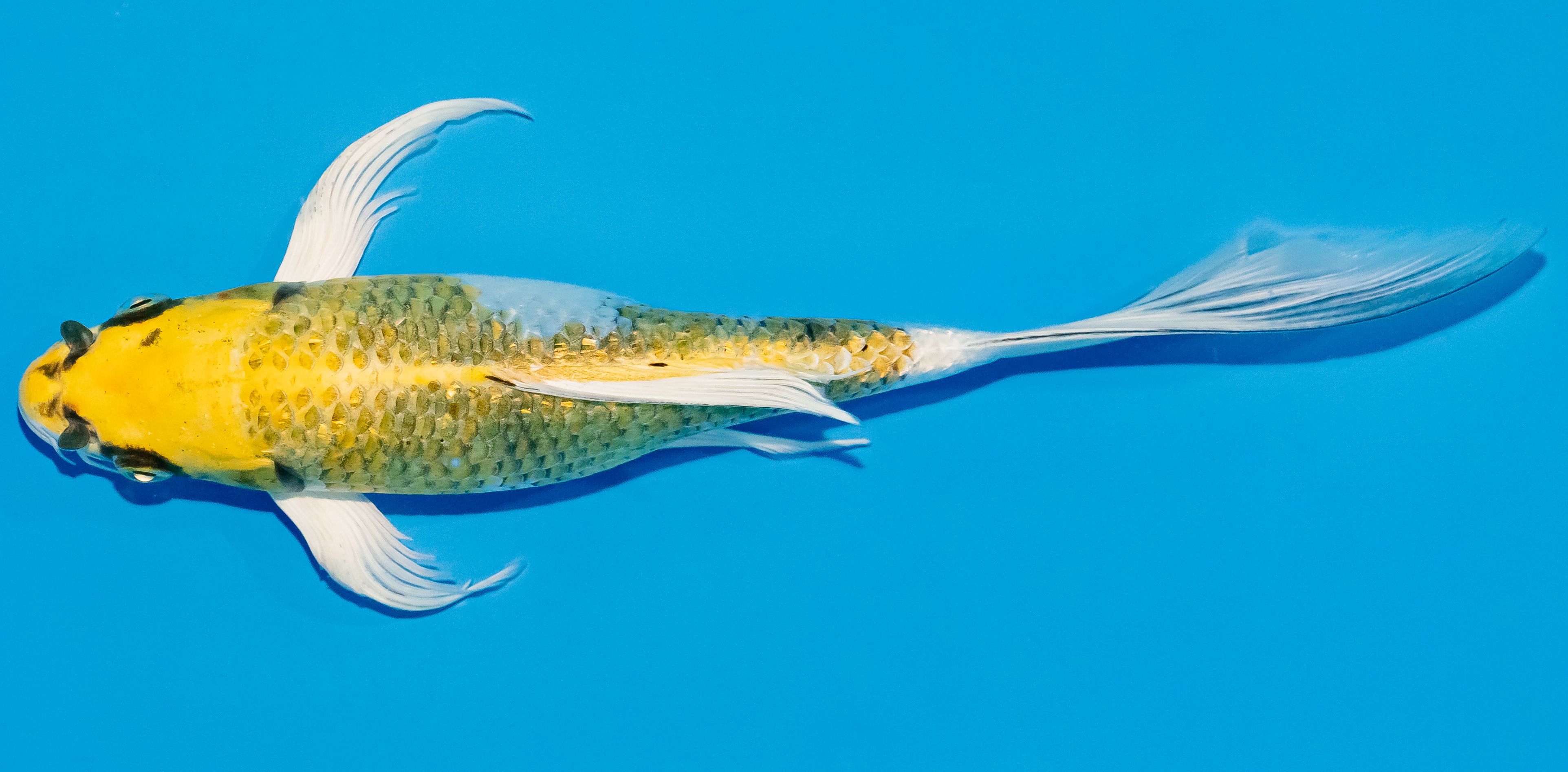 Butterfly Koi 25-30cm Nr. 2330