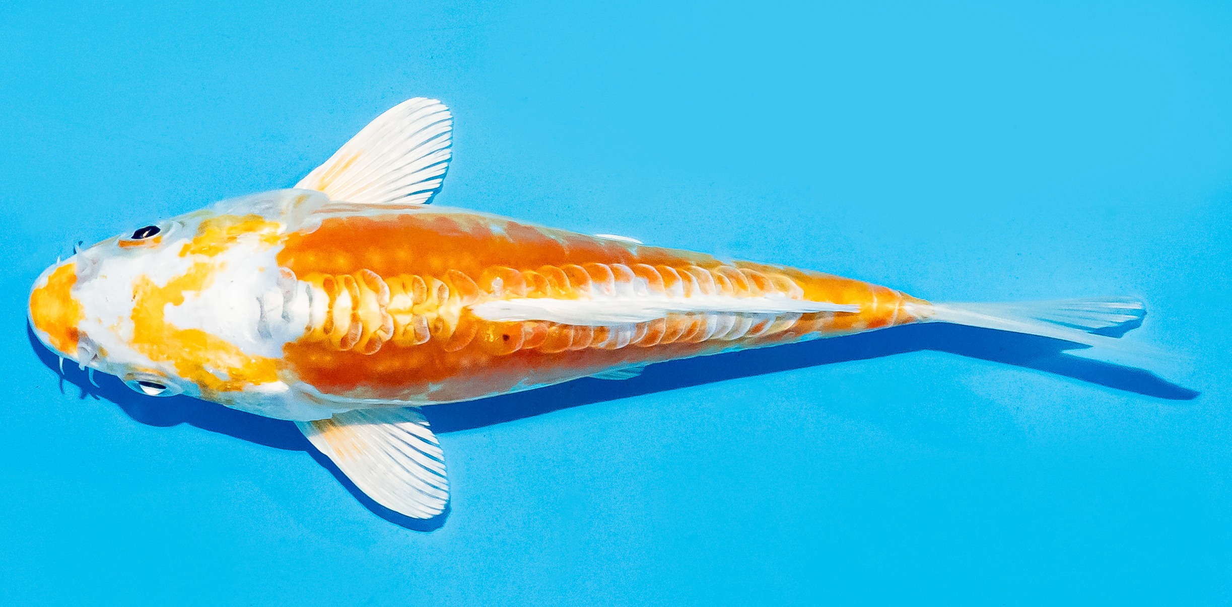Koi 17-20cm Nr. 8796