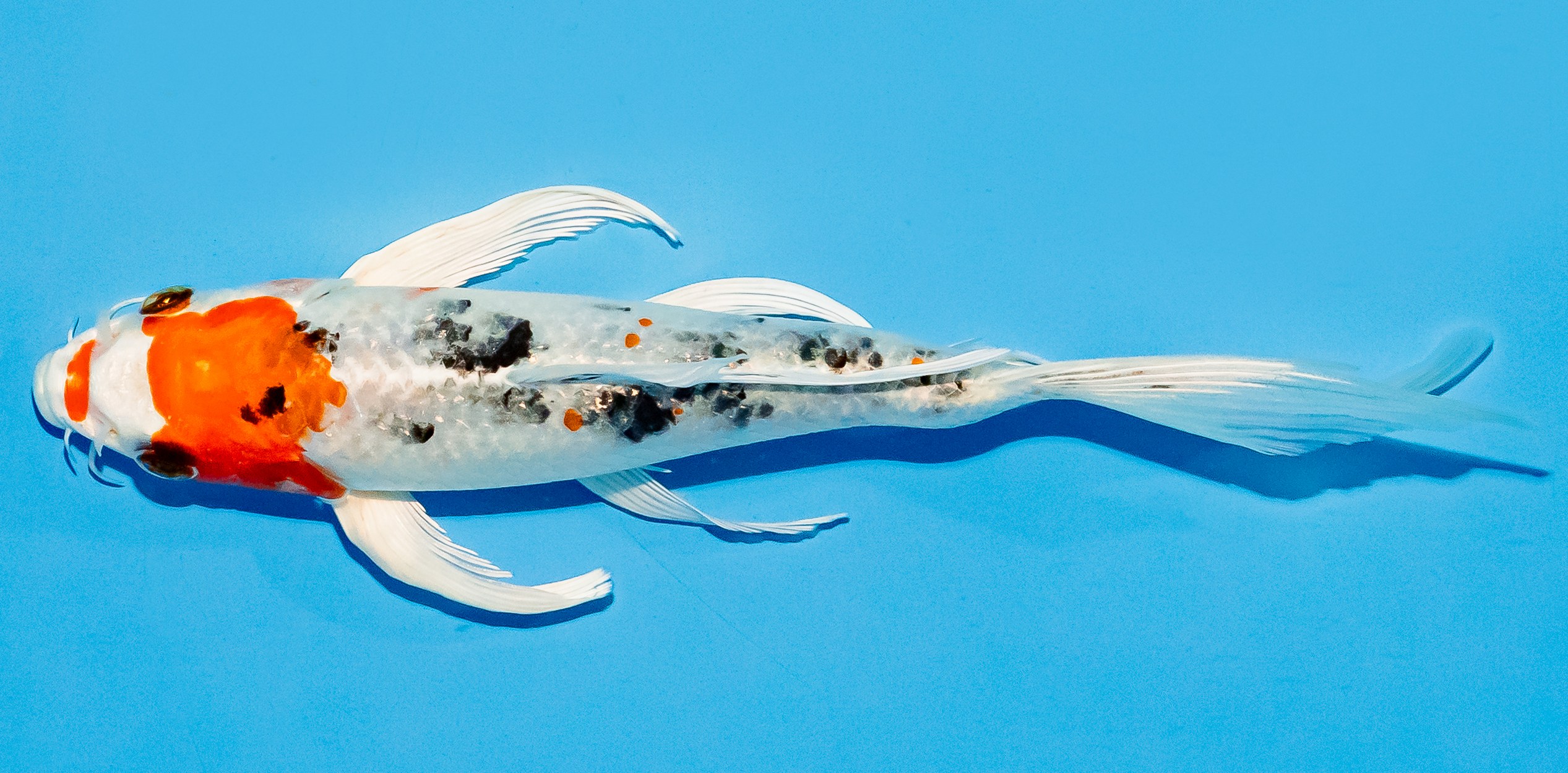 Butterfly Koi 20-25cm Nr. 5425