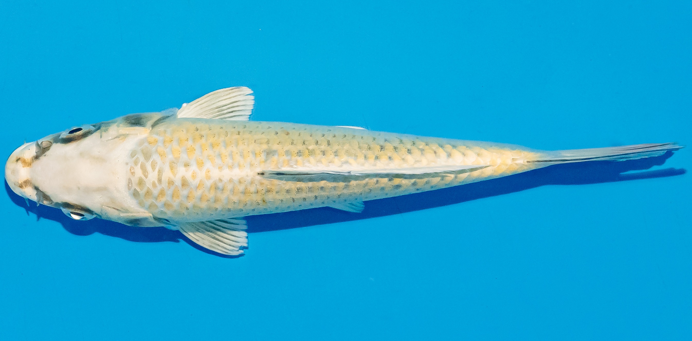 Koi 17-20cm Nr. 4512