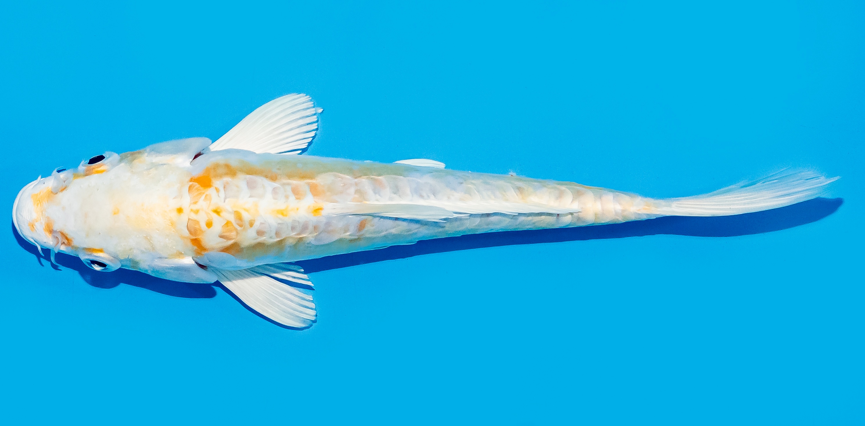 Koi 20-25cm Nr. 8665
