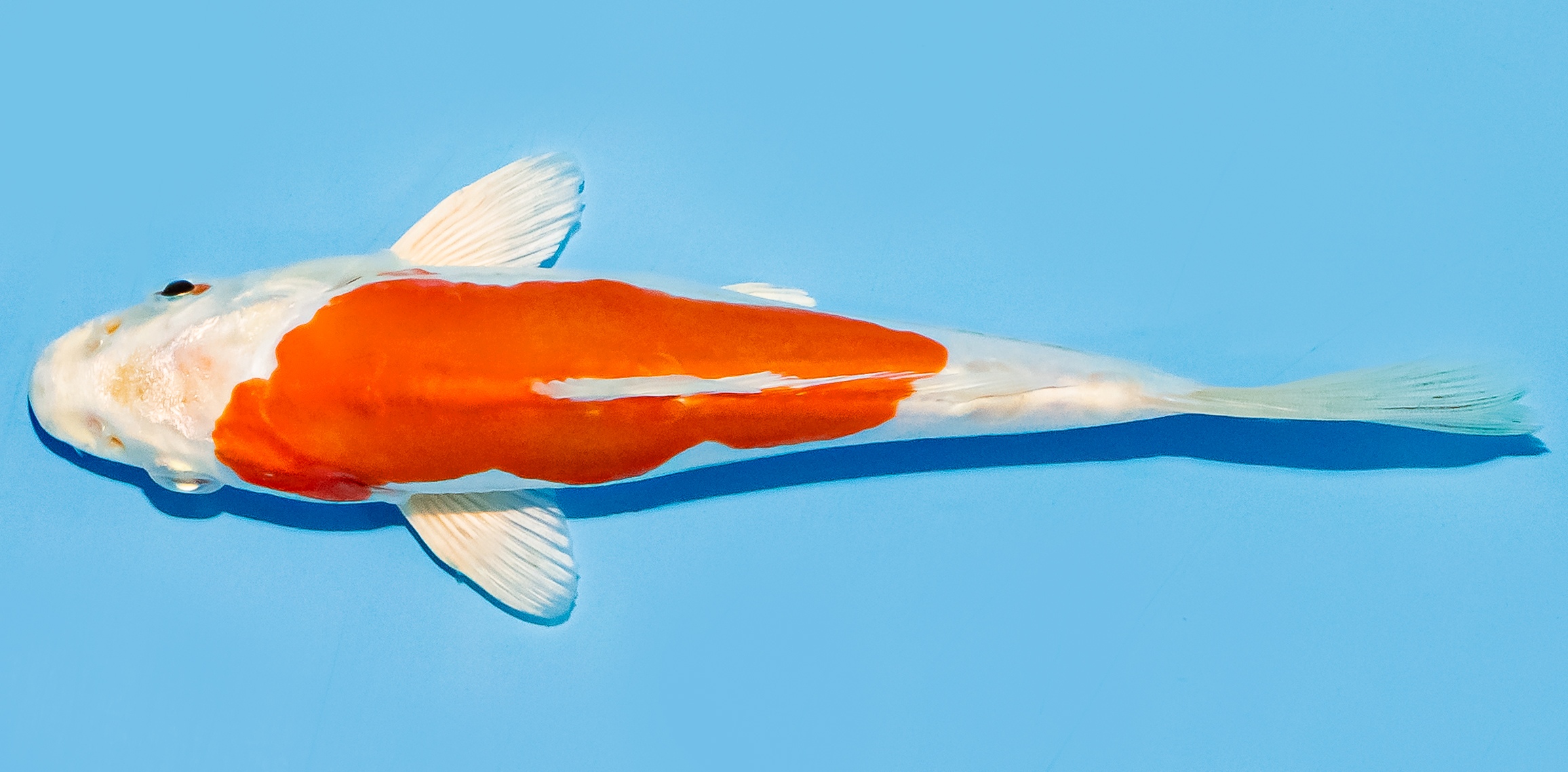 Koi 14-17cm Nr. 8131