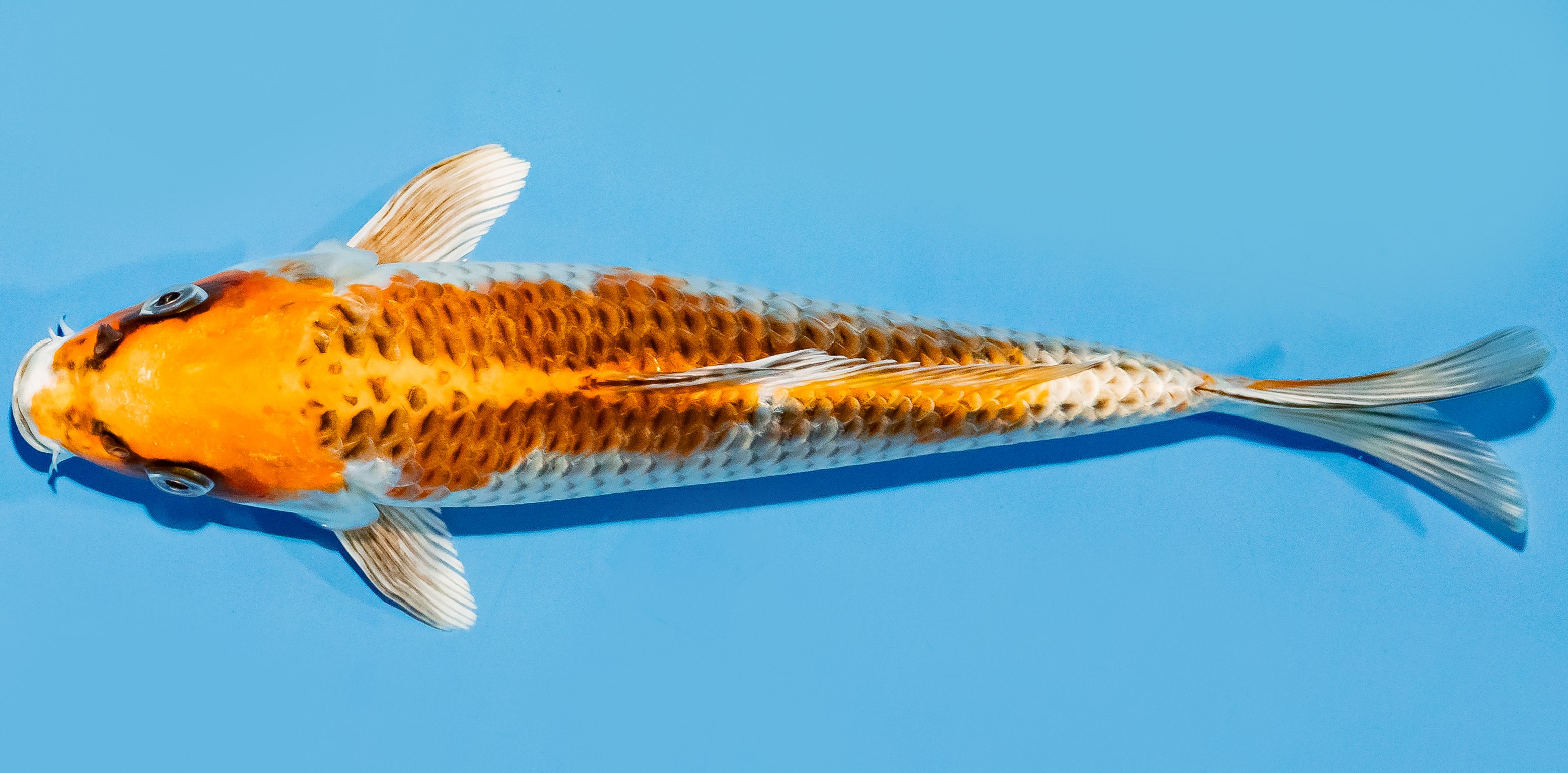 Koi 25-30cm Nr. 8304
