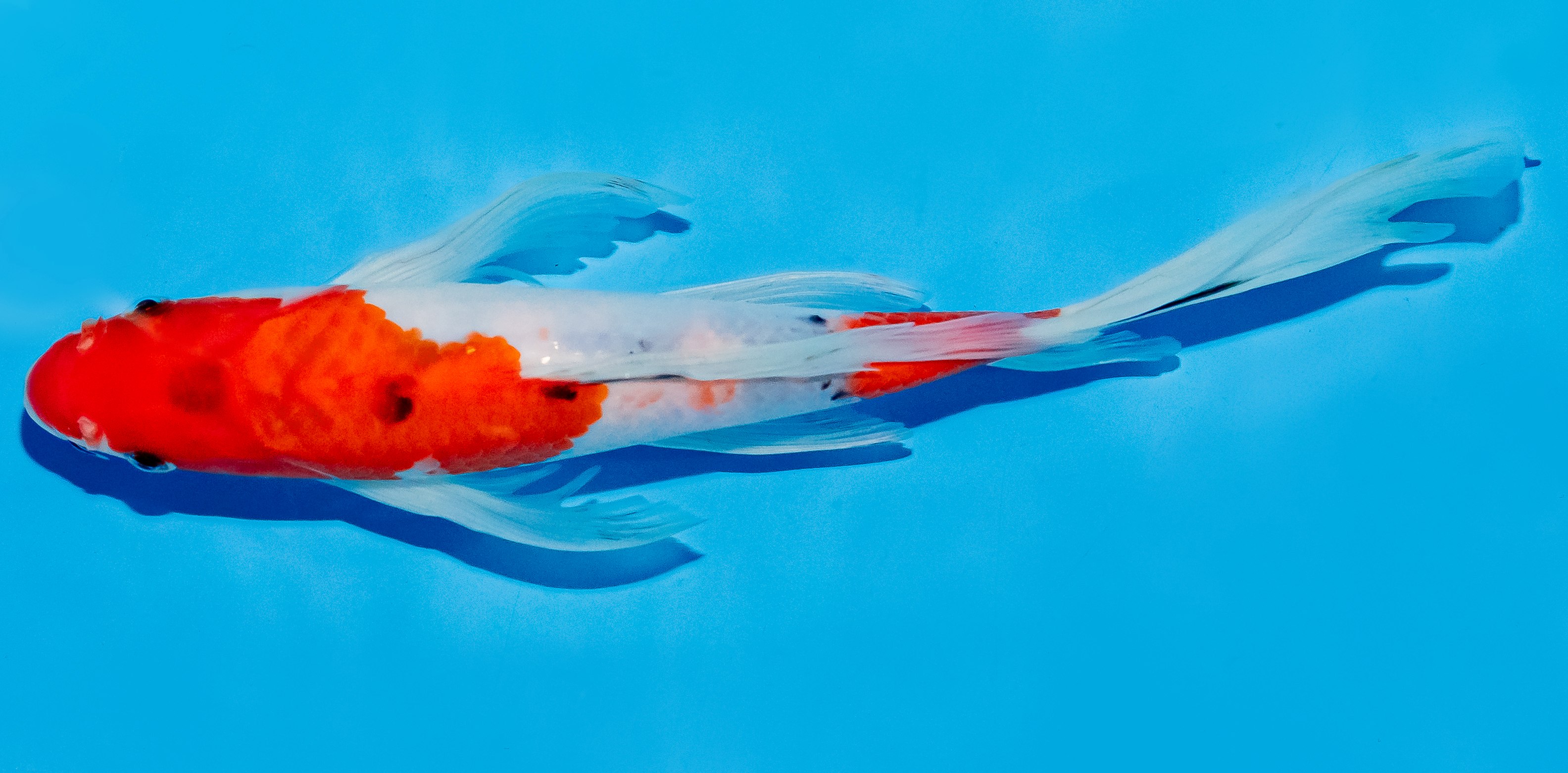 Butterfly Koi 25-30cm Nr. 5648