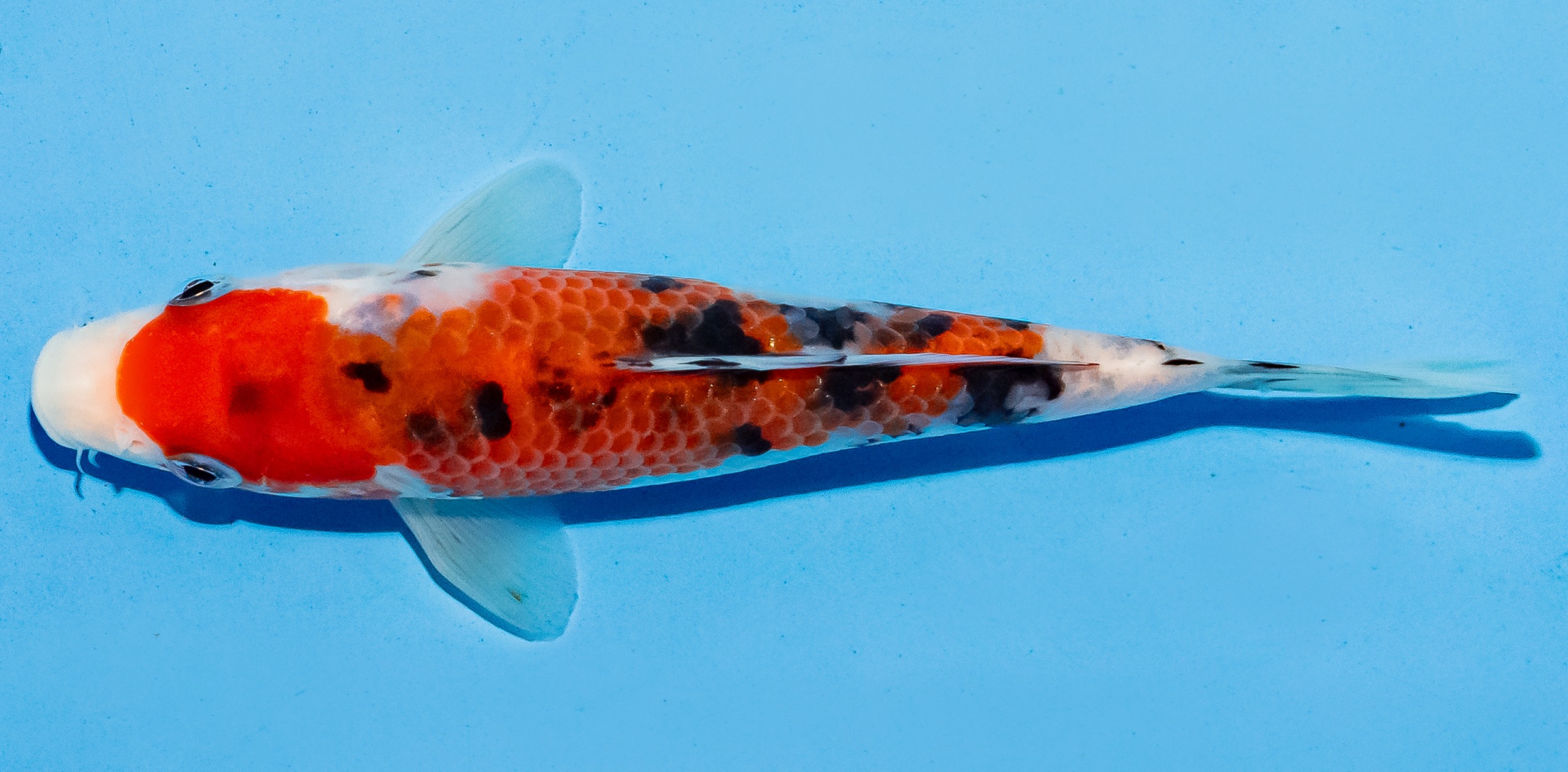 Koi 14-17cm Nr. 6115