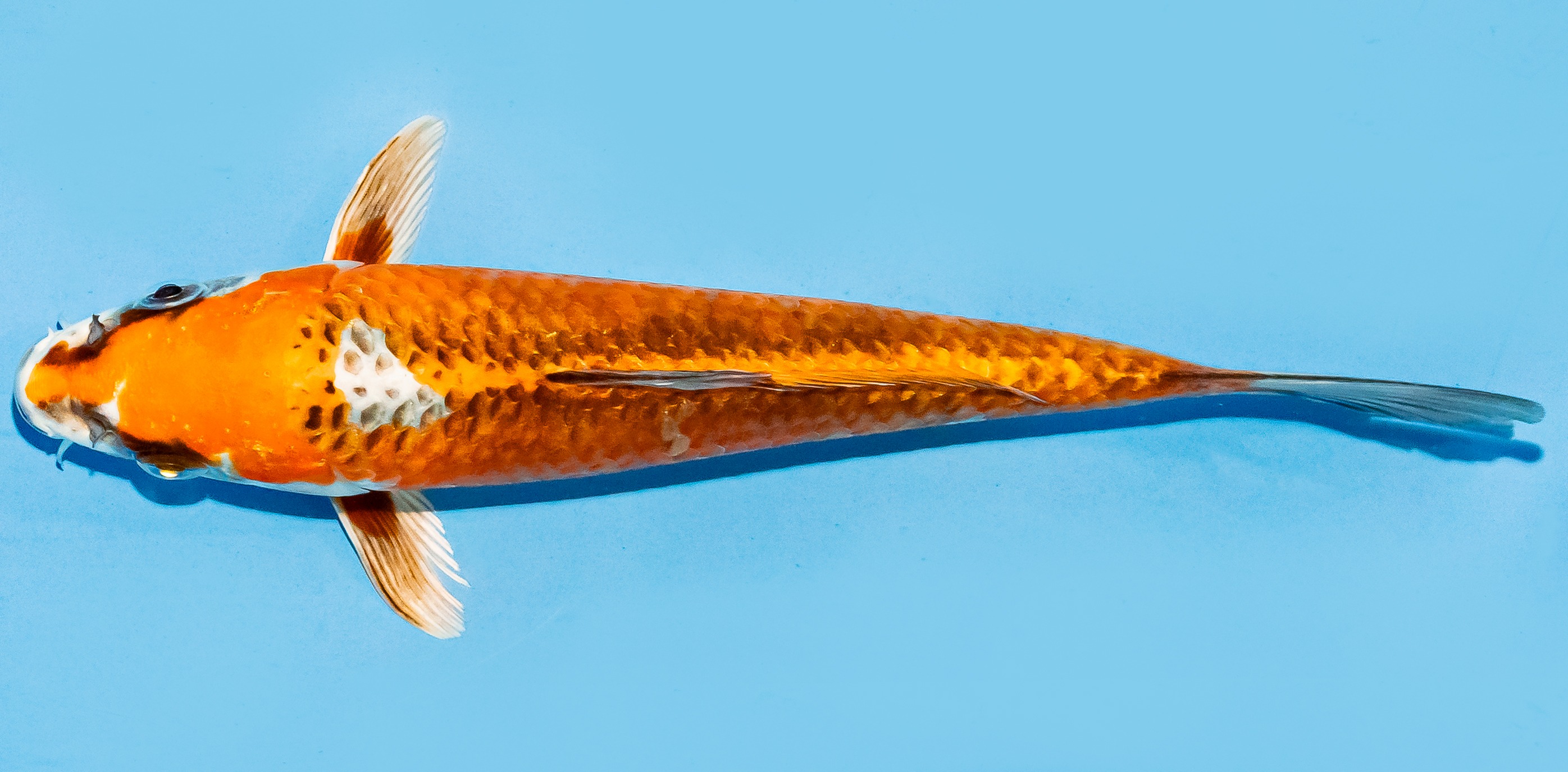 Koi 17-20cm Nr. 8803