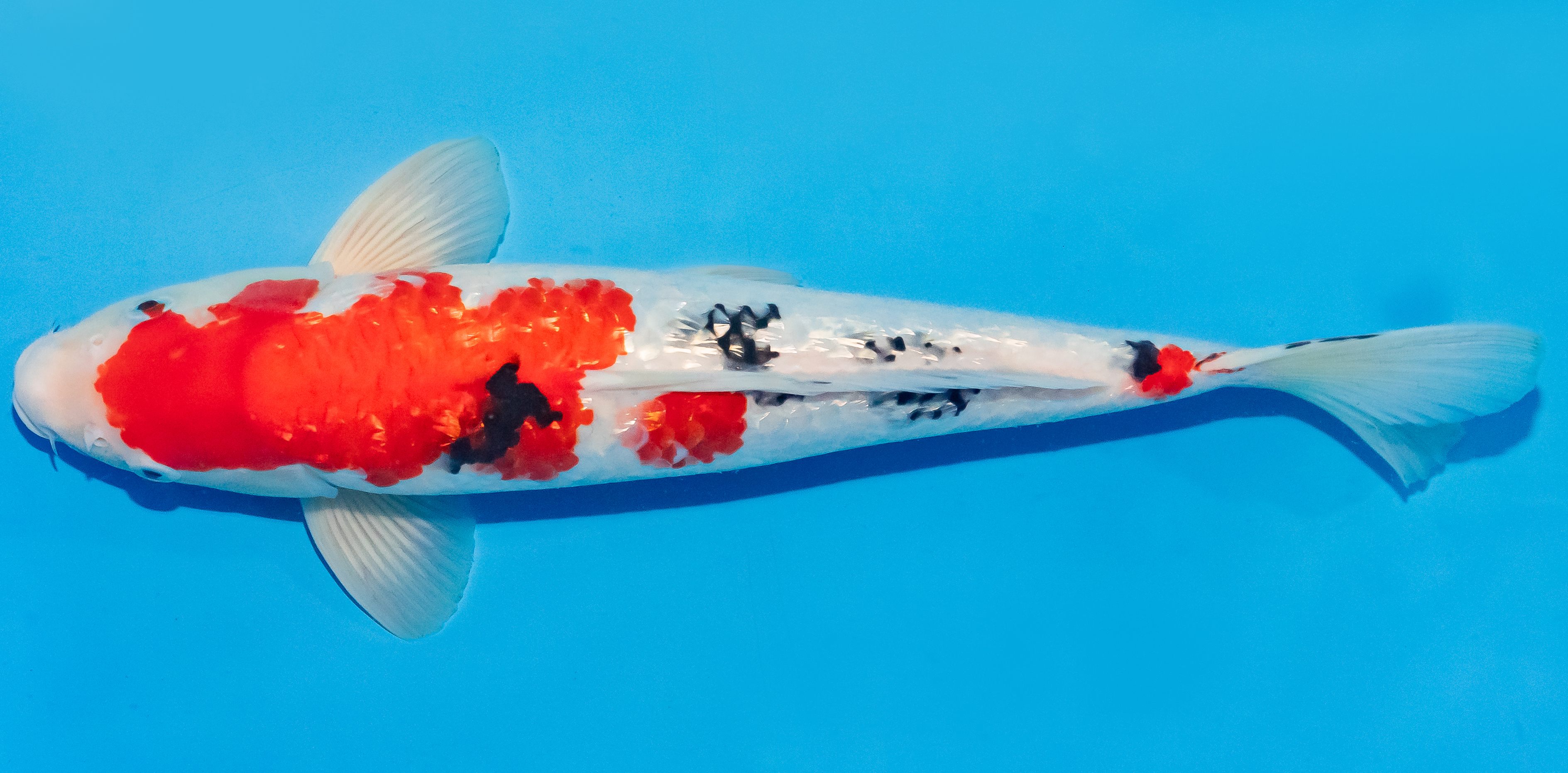 Koi 30-35cm Nr. 1308