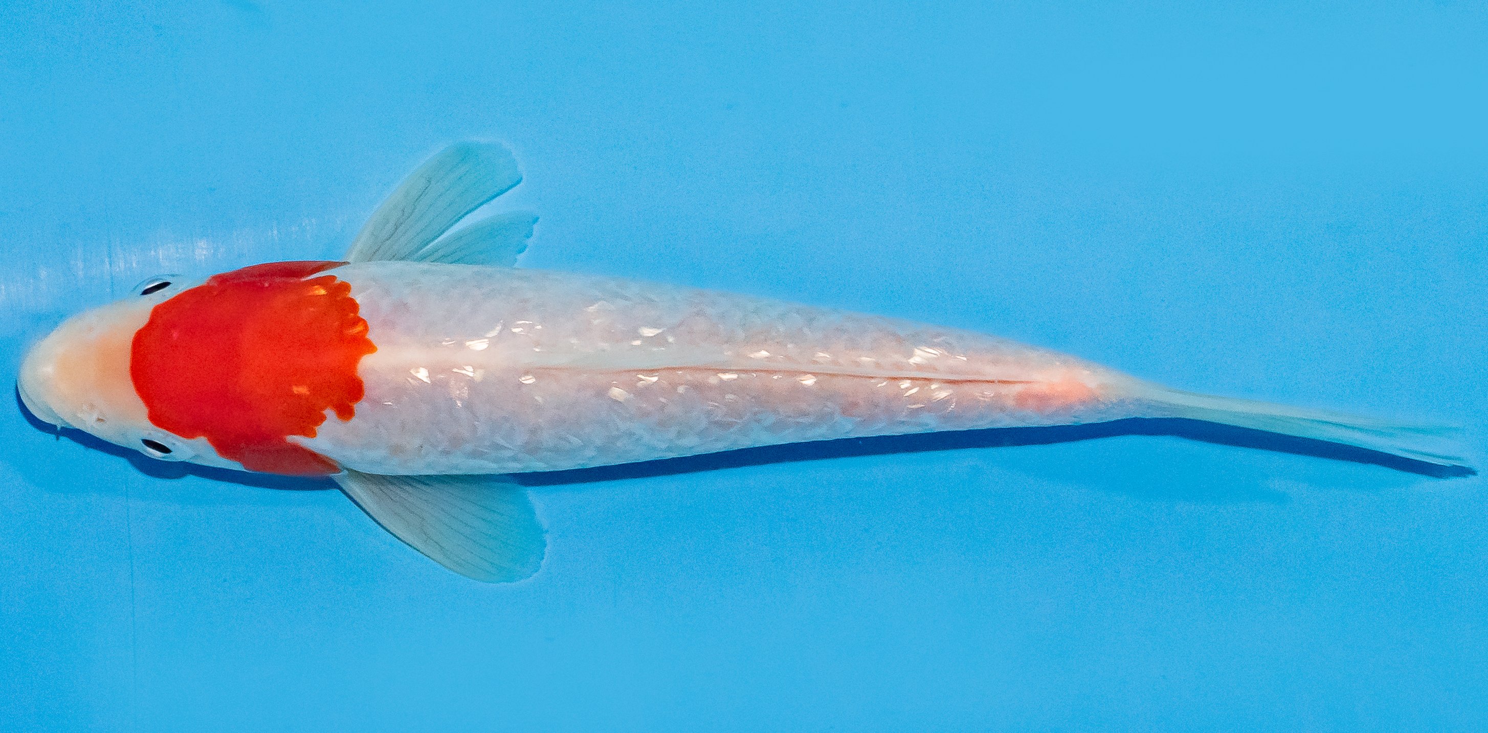 Koi 17-20cm Nr. 2013