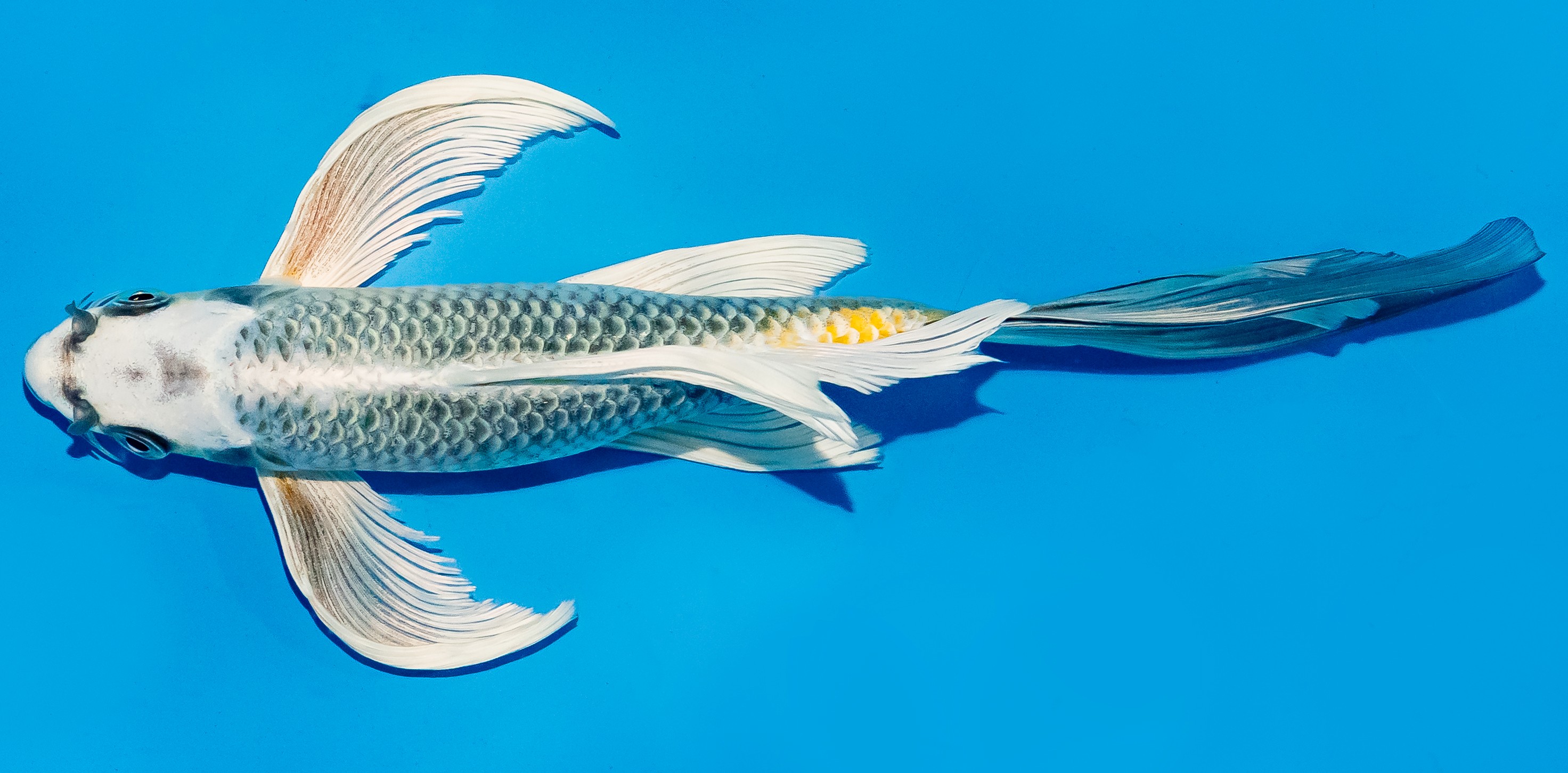 Butterfly Koi 25-30cm Nr. 5632