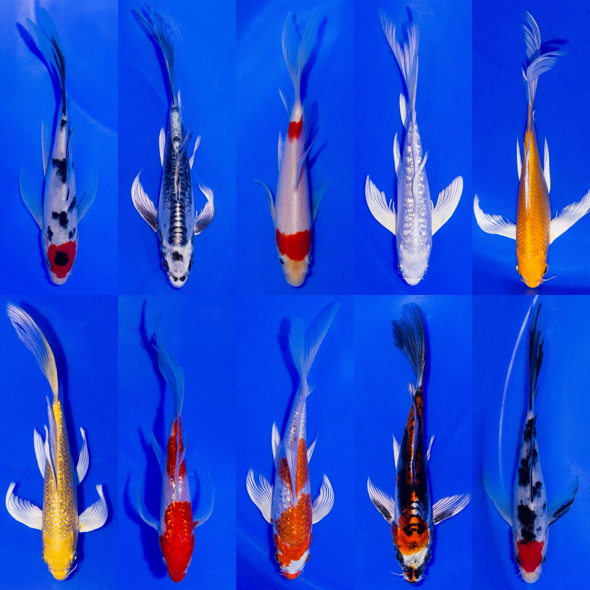 3x Butterfly Koi 11-14cm high-quality "frachtfrei"