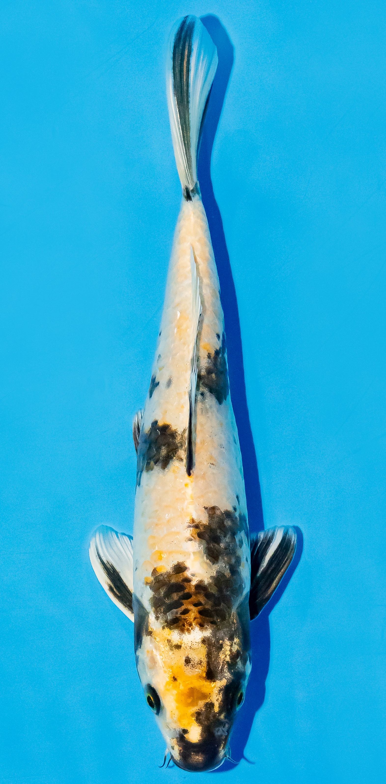 Koi 25-30cm Nr. 6209