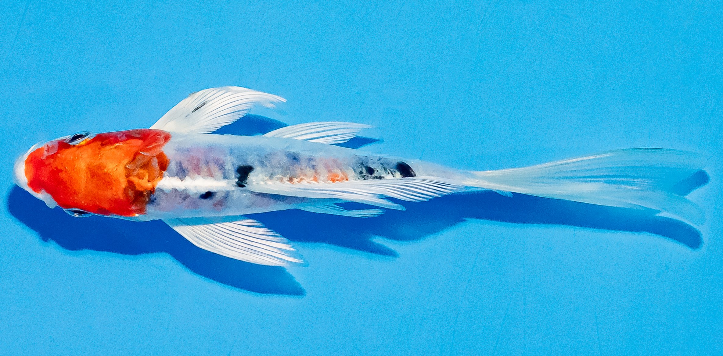 Butterfly Koi 14-17cm Nr. 5764