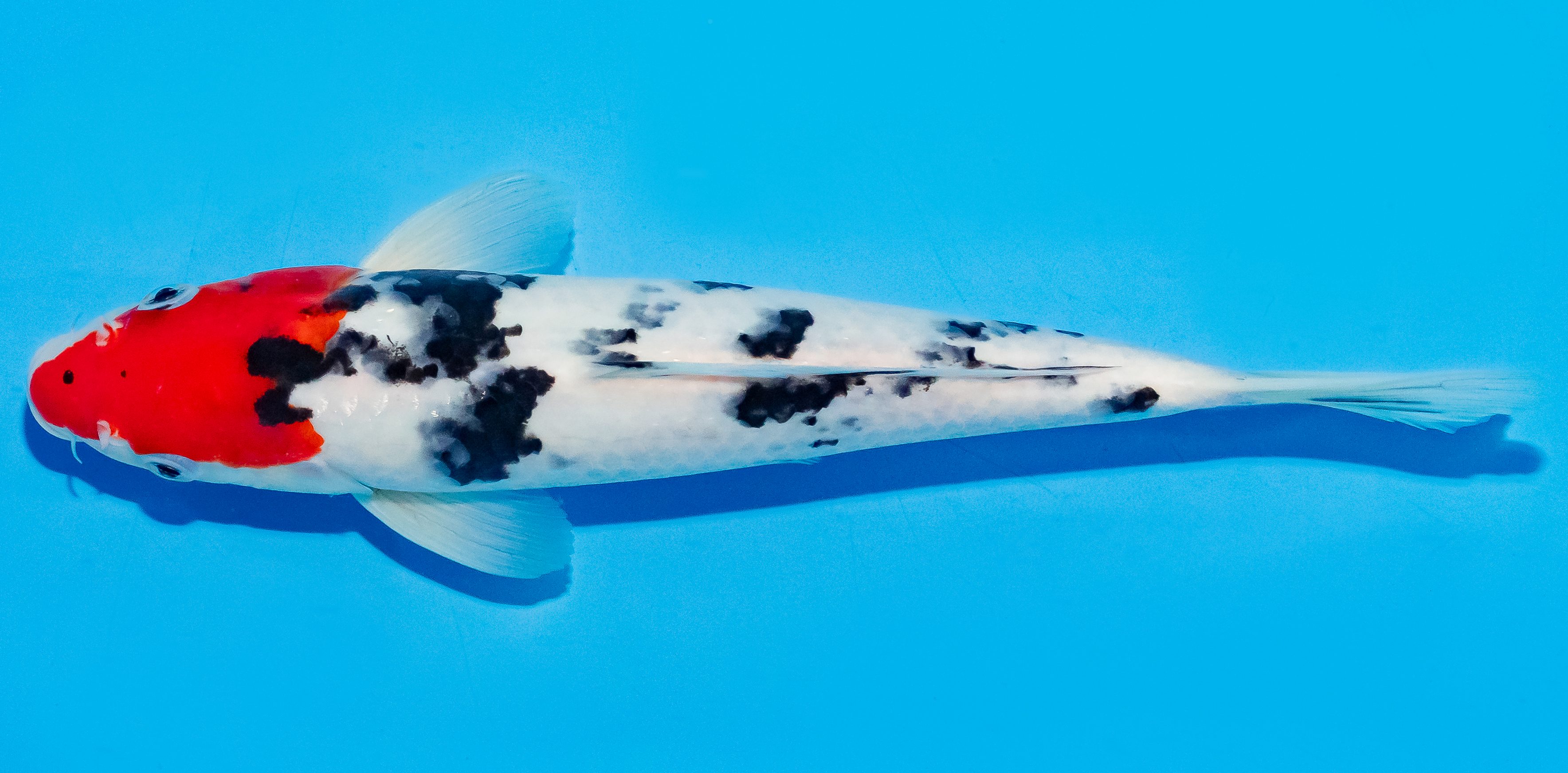 Koi 25-30cm Nr. 7902