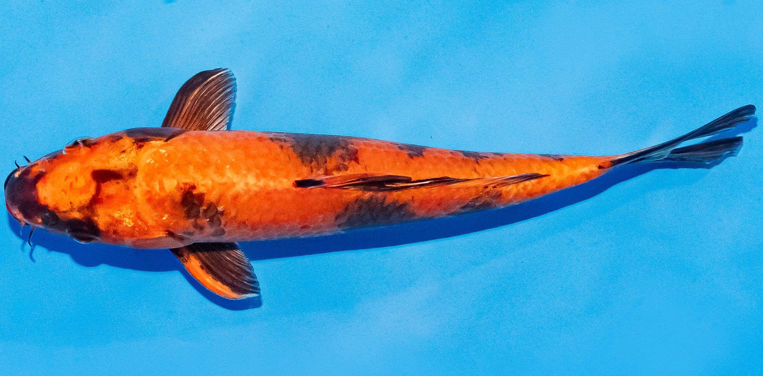 Koi 20-25cm Nr. 1805