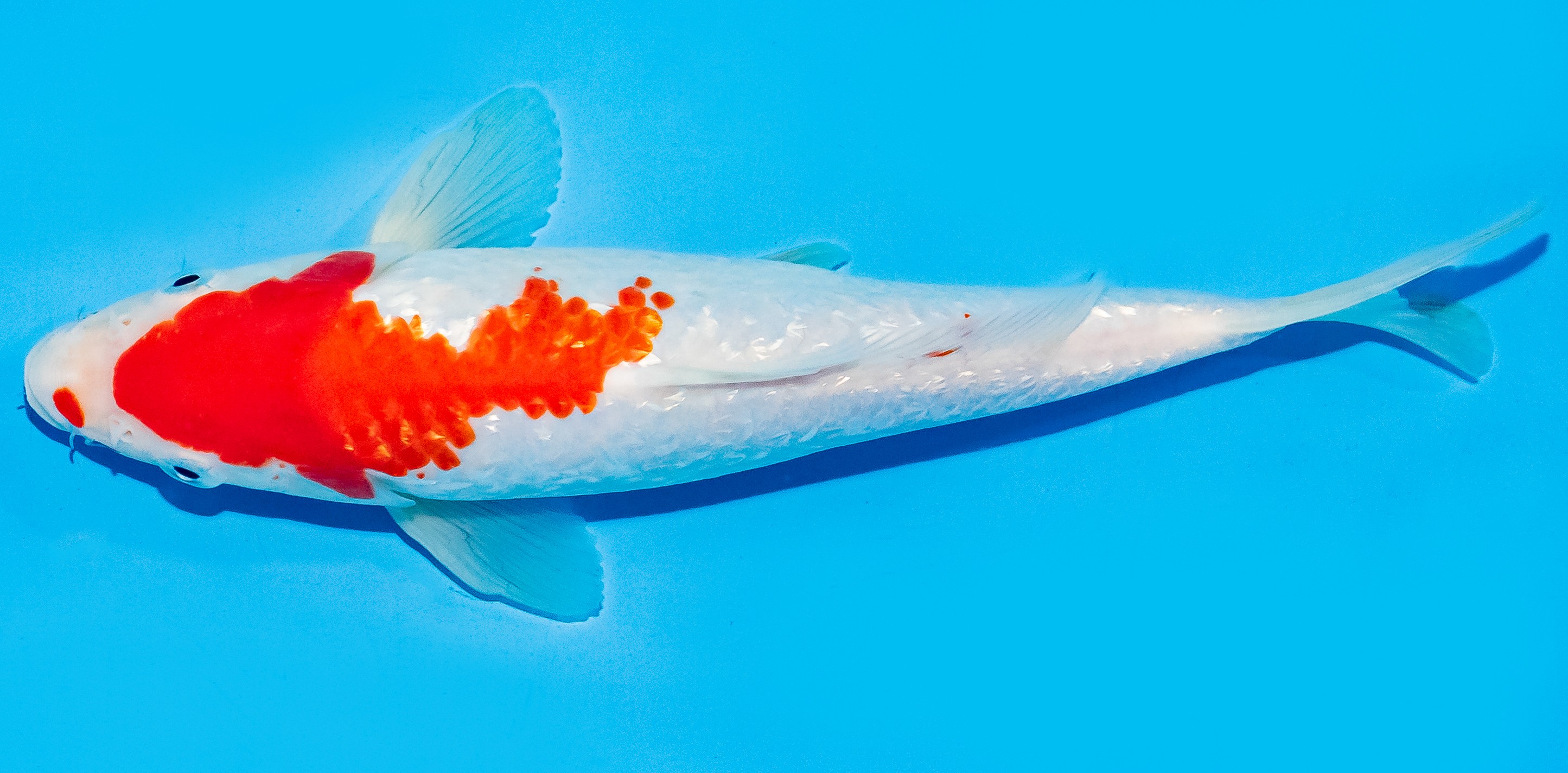 Koi 20-25cm Nr. 6661