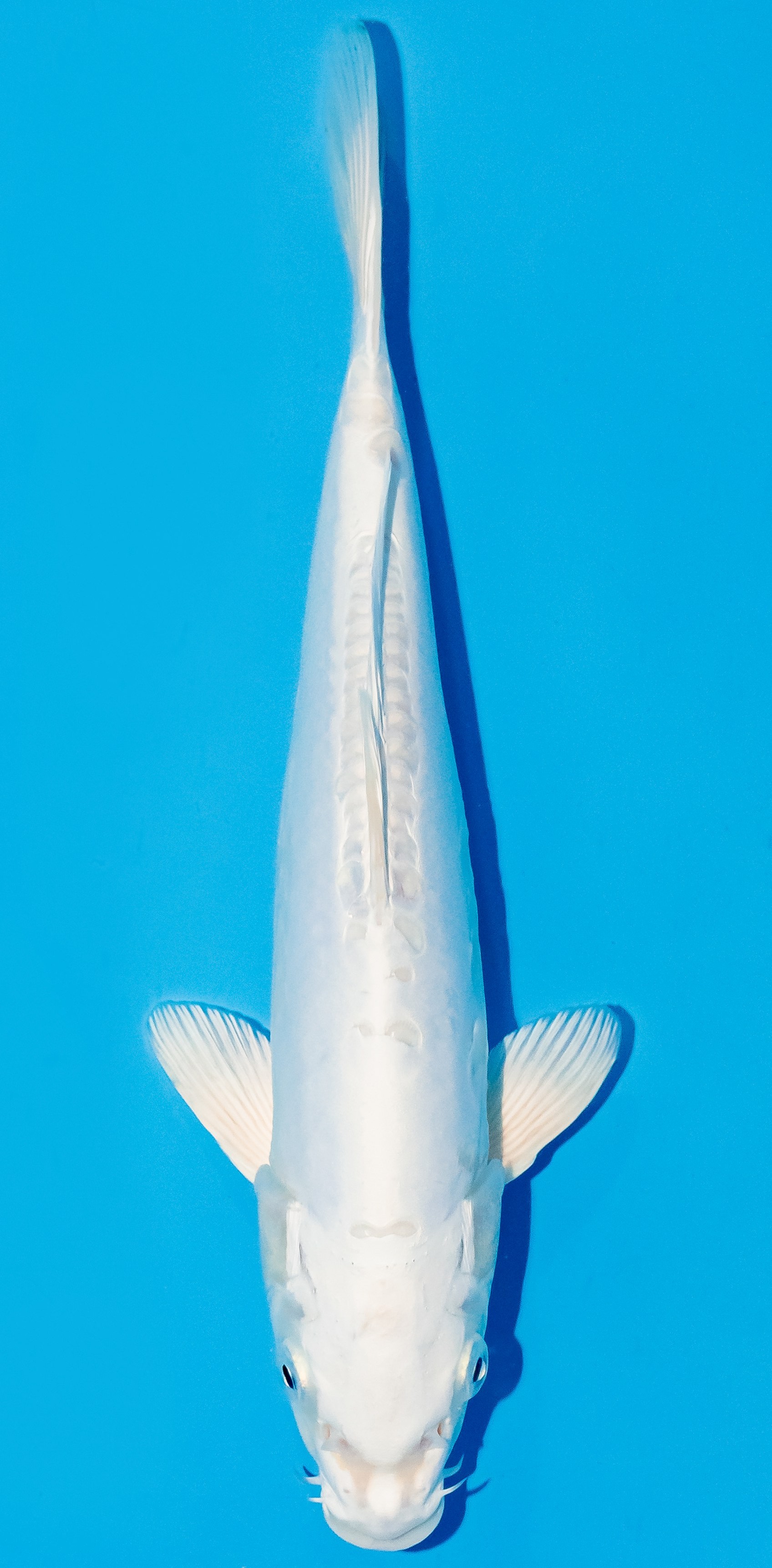 Koi 25-30cm Nr. 6250
