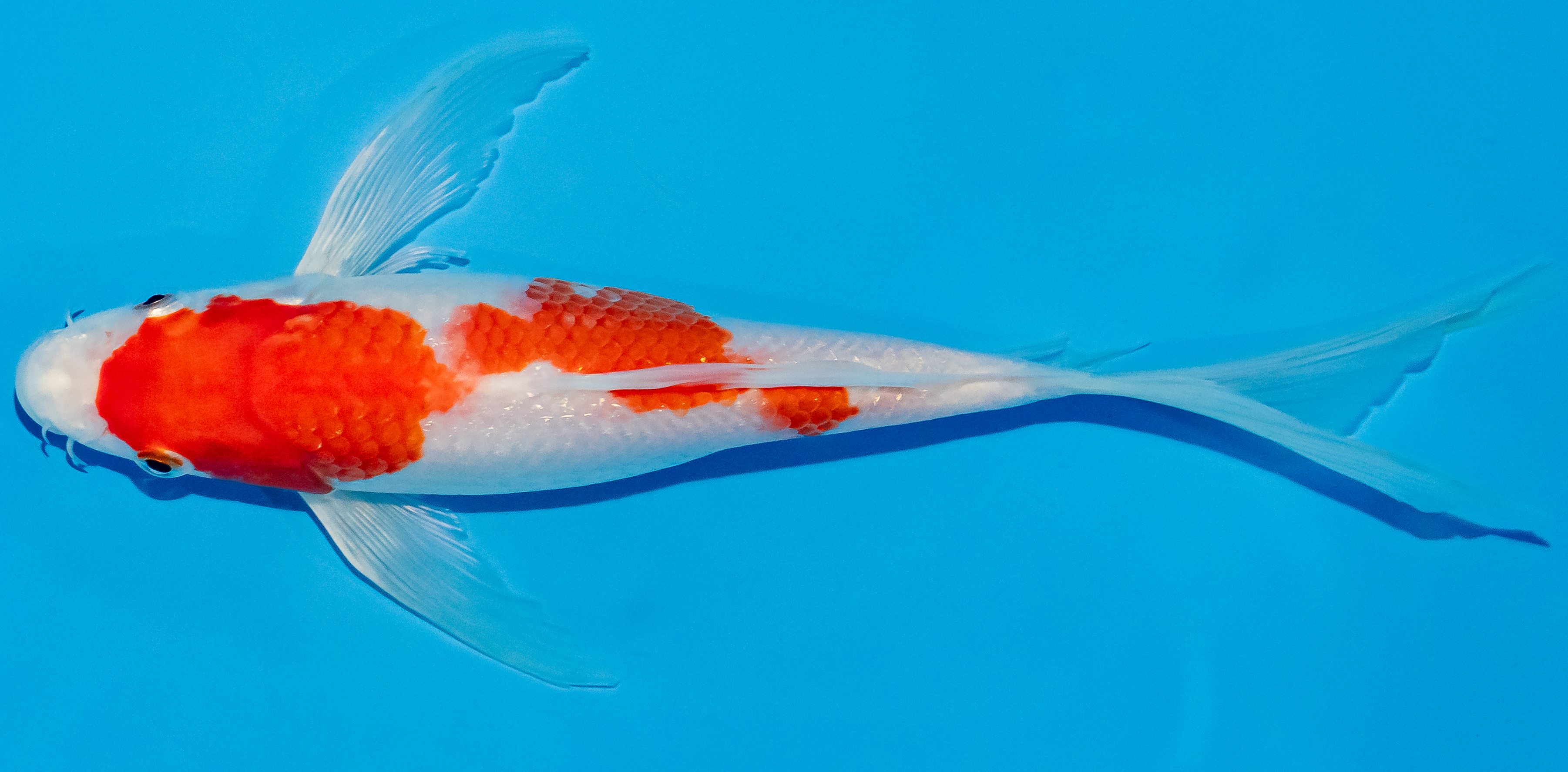 Butterfly Koi 25-30cm Nr. 2316