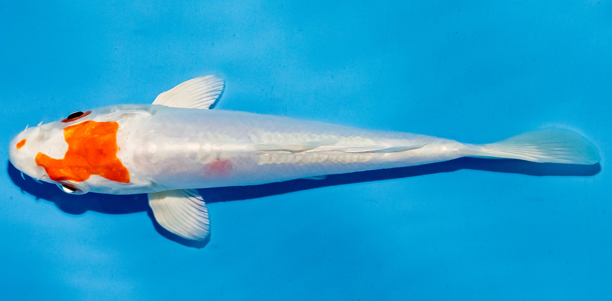 Koi 14-17cm Nr. 6193